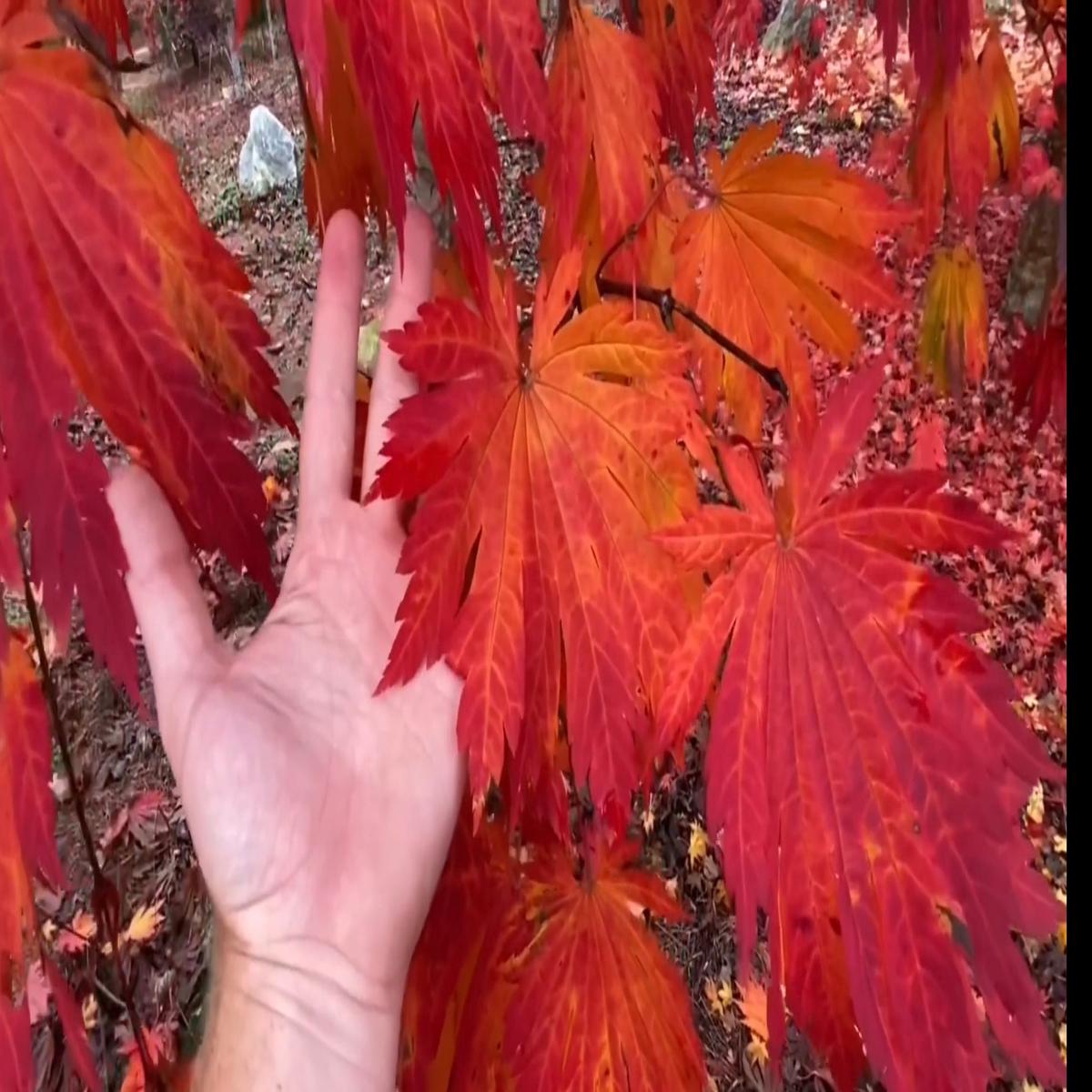 Acer japonicum Rising Sun Japanese Maple