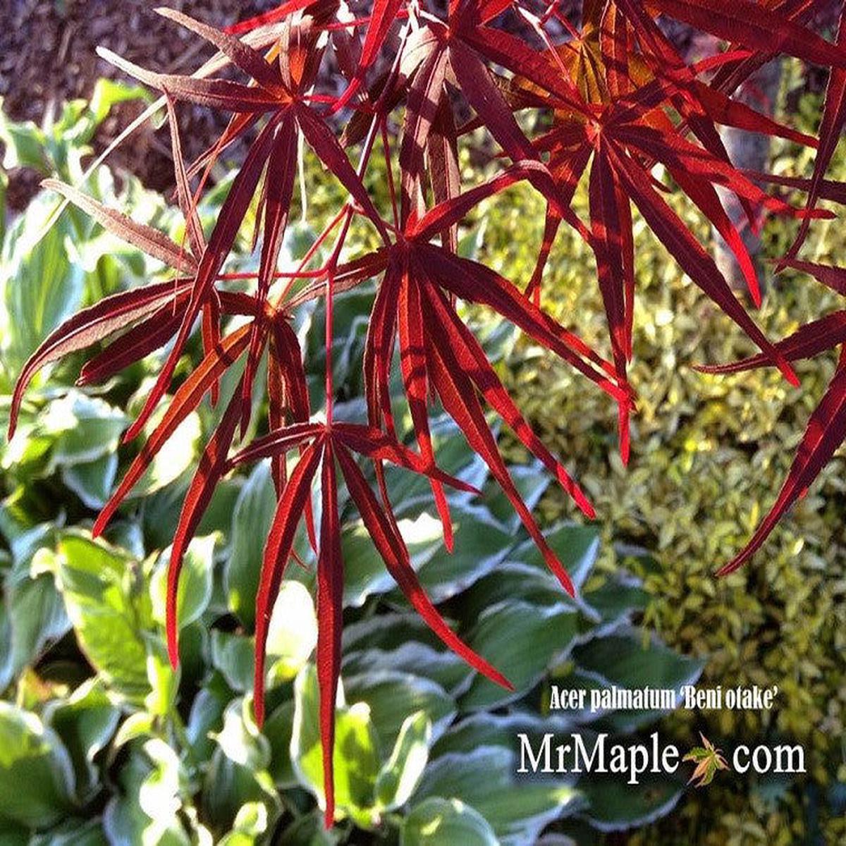 FOR PICKUP ONLY | Acer palmatum 'Beni otake' Red Bamboo Japanese Maple | DOES NOT SHIP