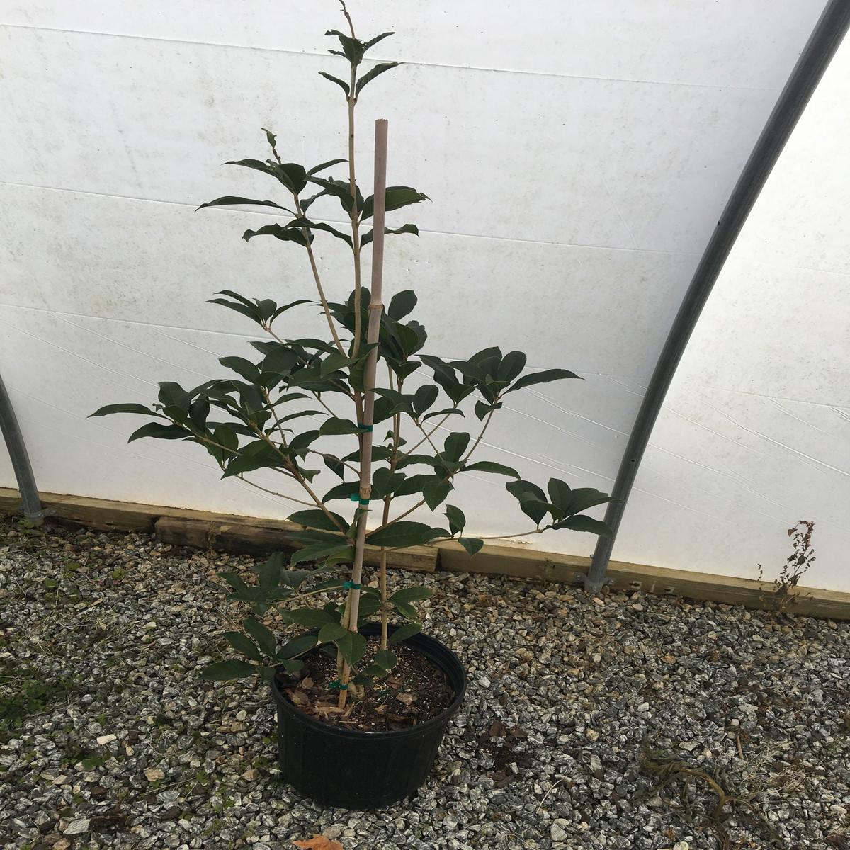 Osmanthus fragrans 'Thunbergii' Fragrant Sweet Olive