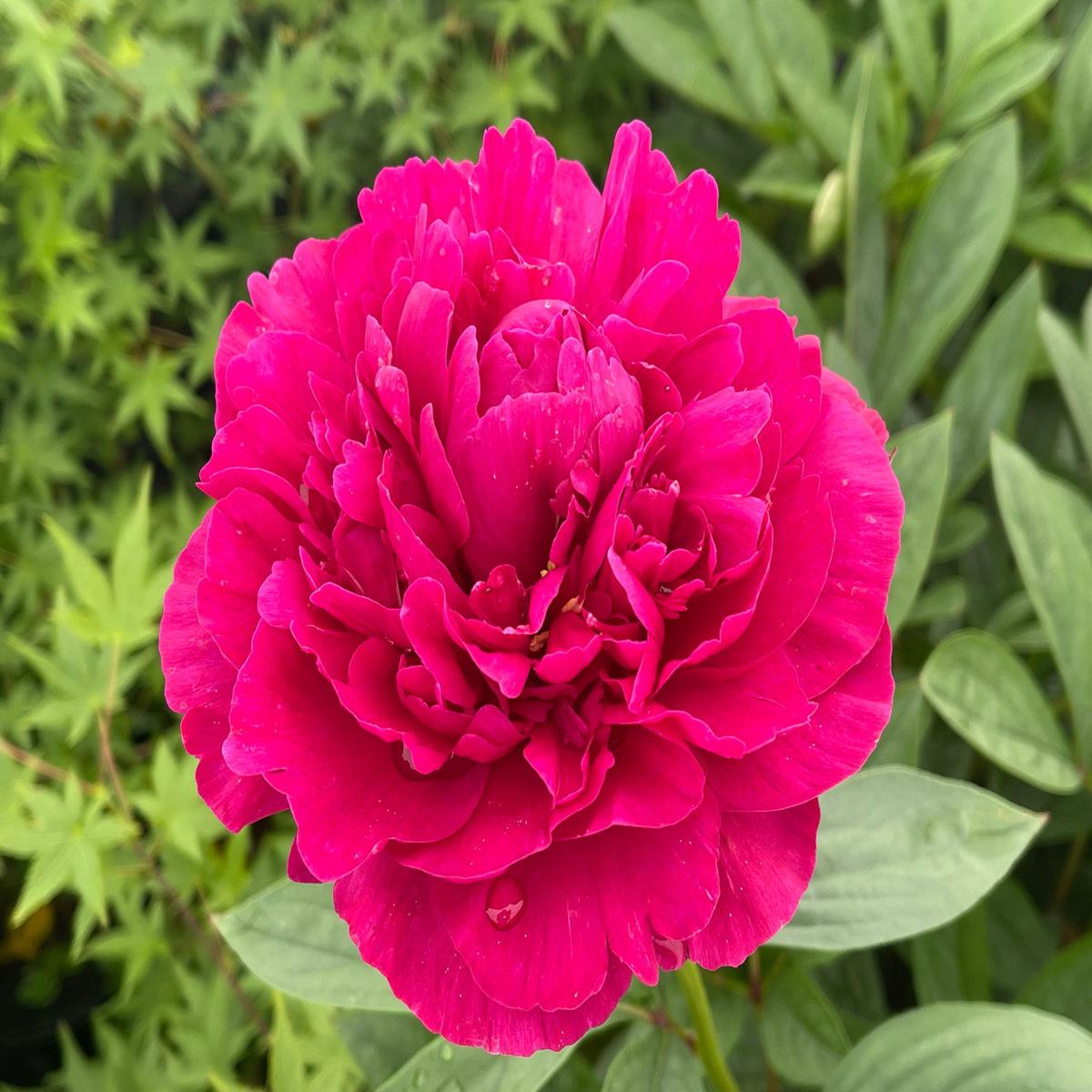 Paeonia lactiflora 'Kansas' Red Peony