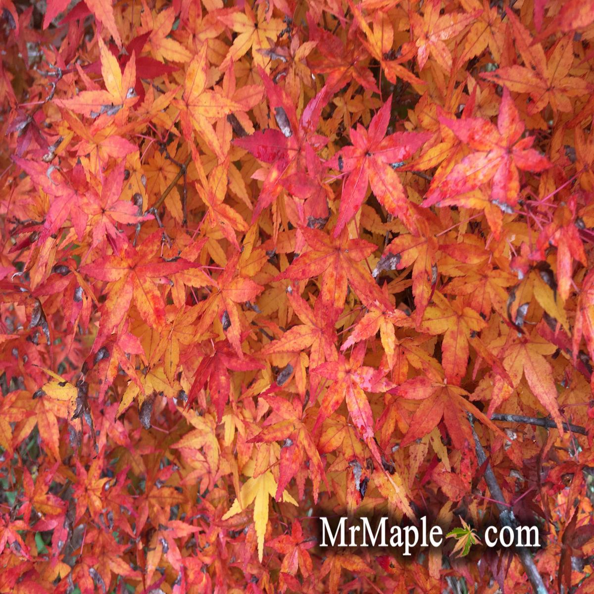Acer palmatum 'Calico' Japanese Maple Tree