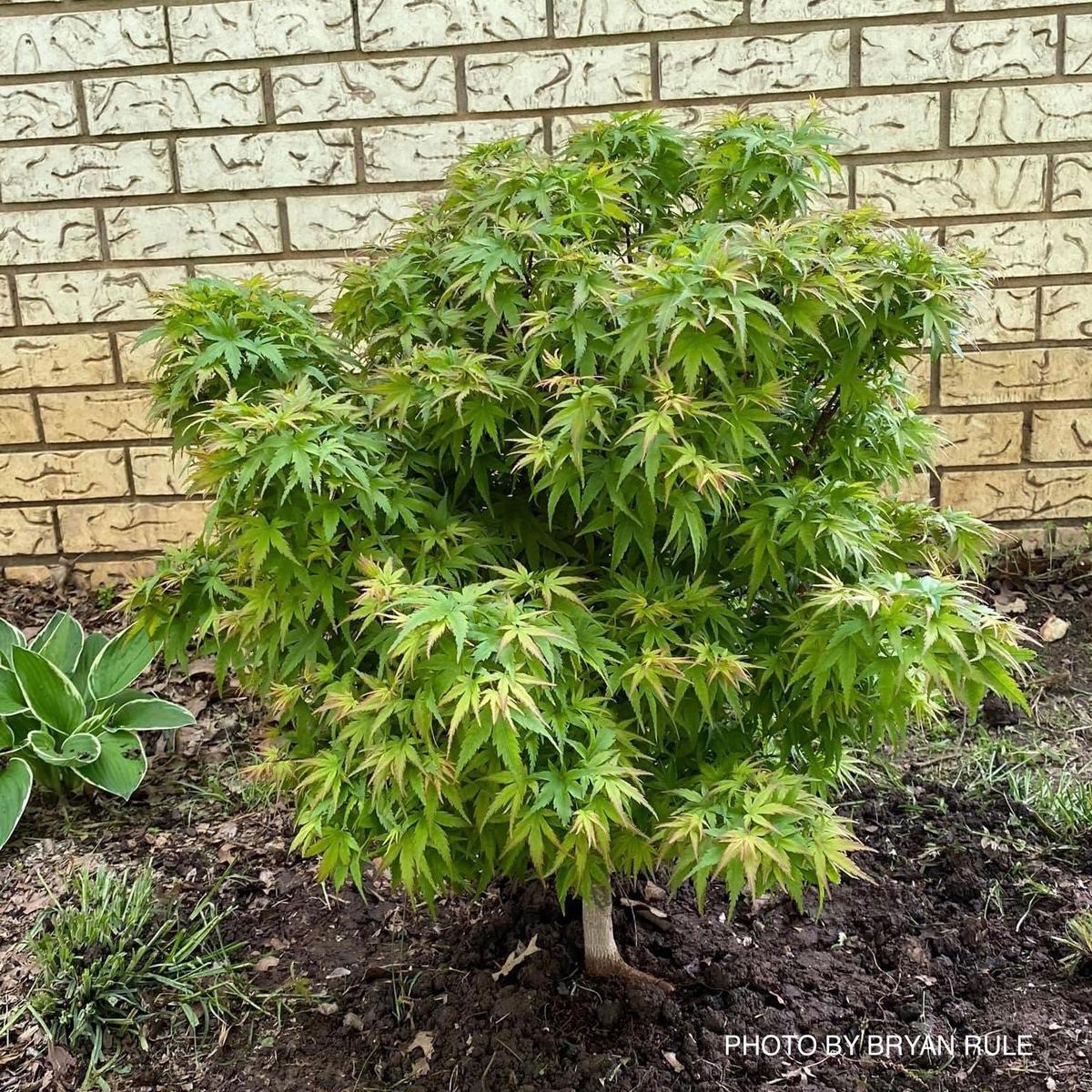 Acer palmatum 'Sharp's Pygmy' Dwarf Japanese Maple