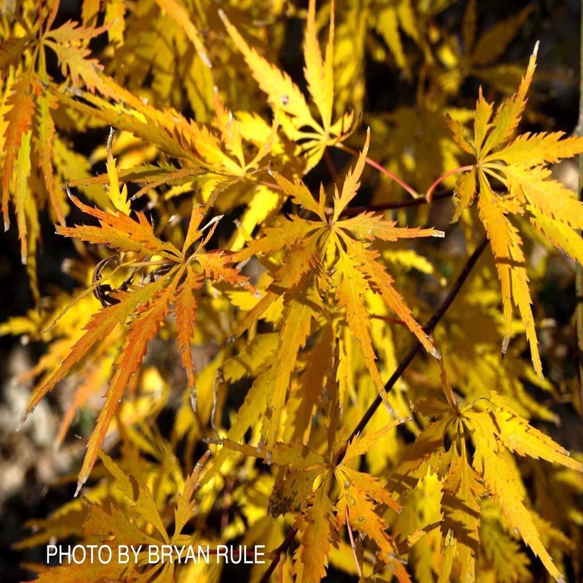 Acer palmatum 'Shigure bato' Japanese Maple