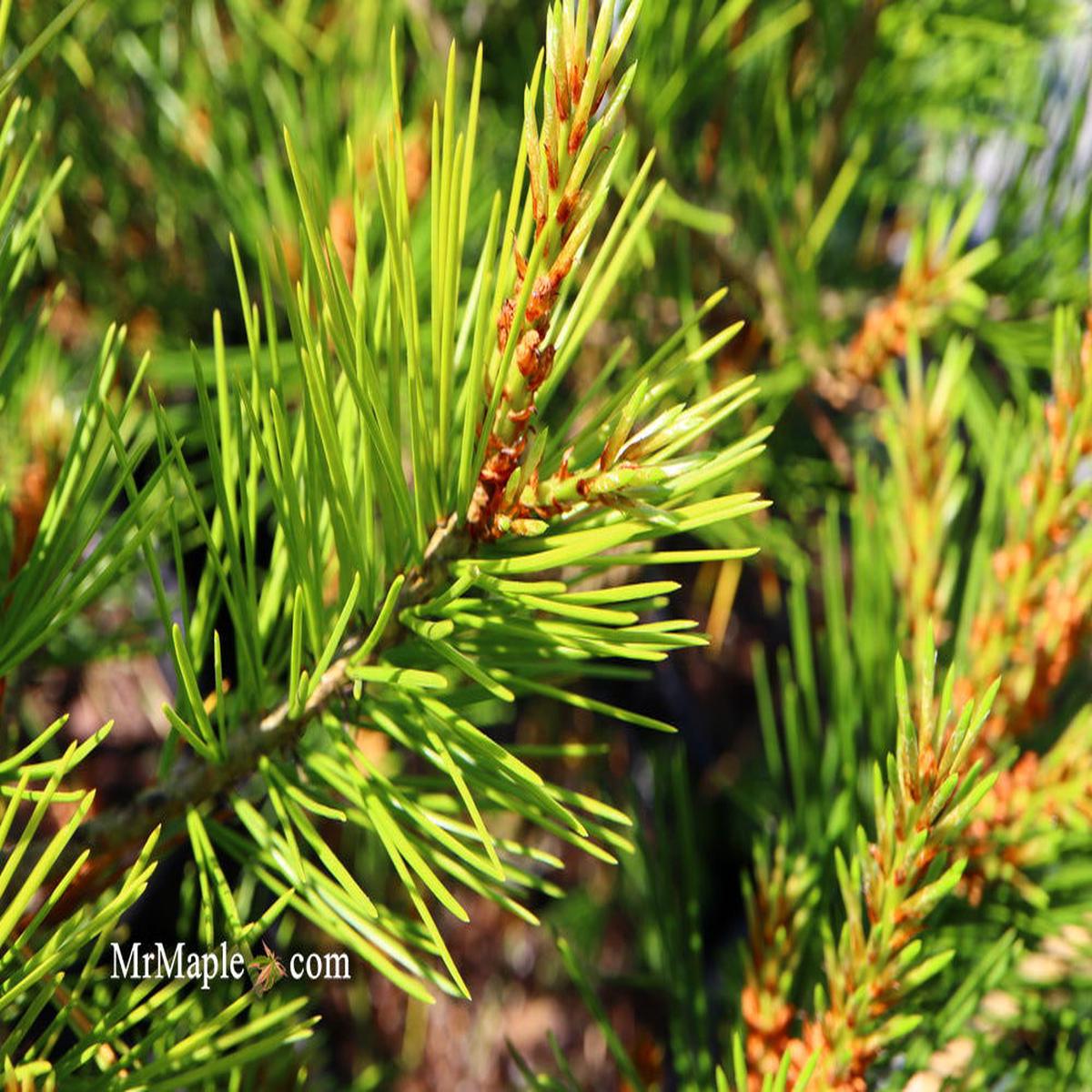 Pinus bungeana 'Rowe Arboretum' Lacebark Pine Tree