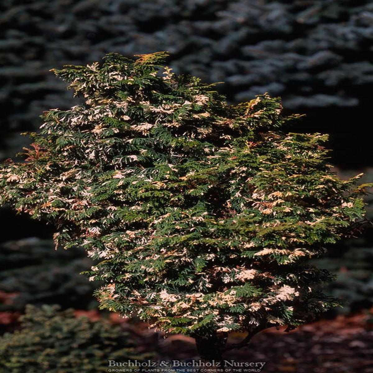 Chamaecyparis obtusa 'Moonshine Hinoki Cypress