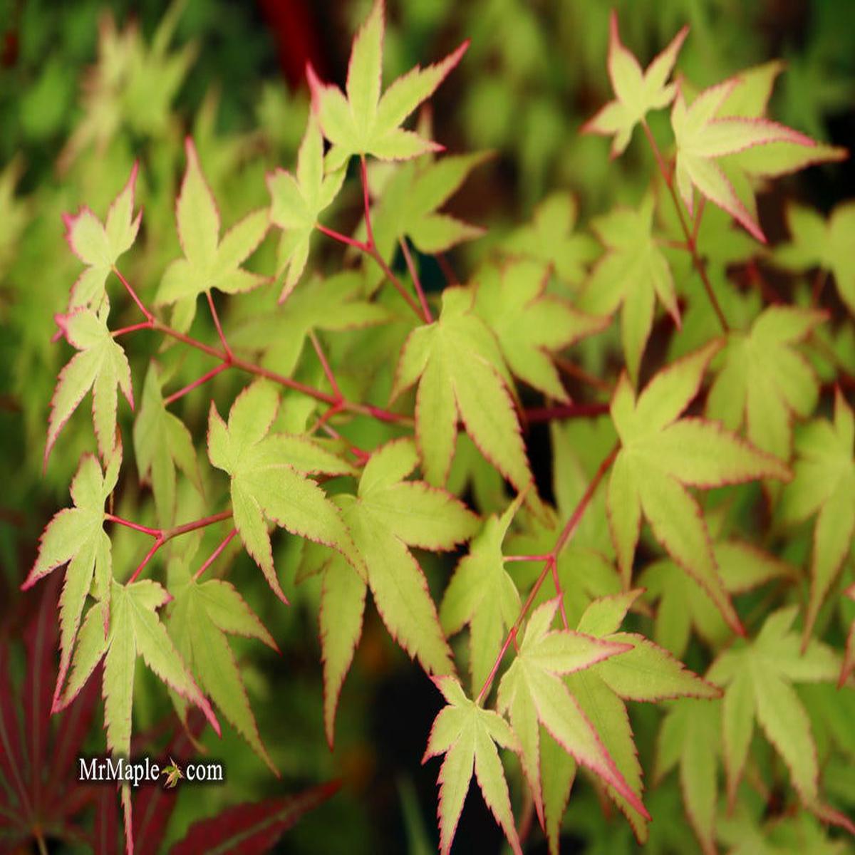FOR PICKUP ONLY | Acer palmatum 'Caperci Dwarf' Japanese Maple | DOES NOT SHIP