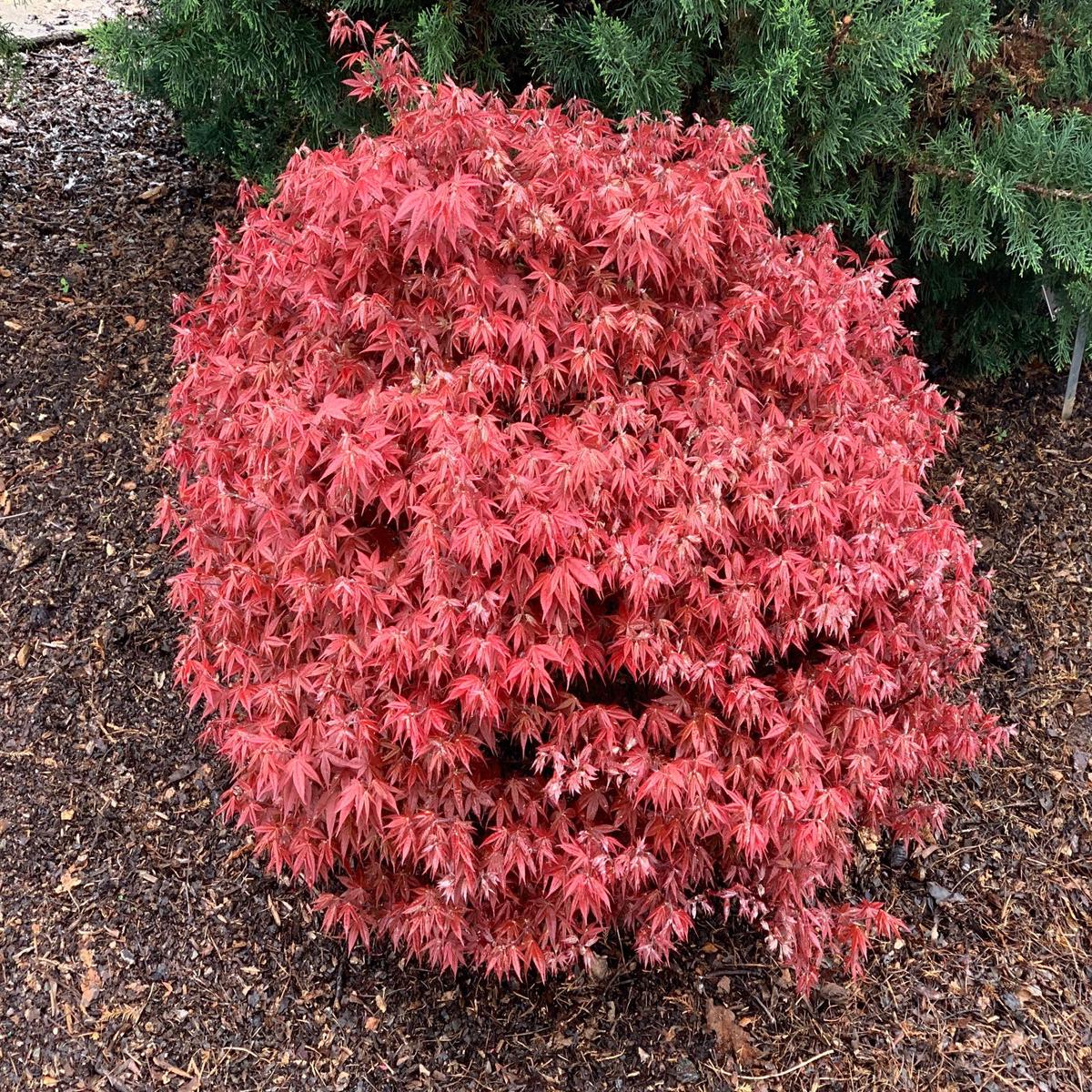 FOR PICKUP ONLY | Acer palmatum 'Rhode Island Red' Dwarf Bloodgood Japanese Maple | DOES NOT SHIP