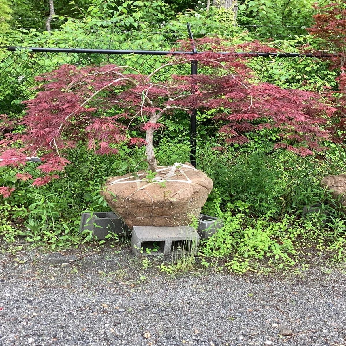 FOR PICKUP ONLY | Acer palmatum 'Tamukeyama' Weeping Red Japanese Maple | DOES NOT SHIP - Ball & Burlap #1
