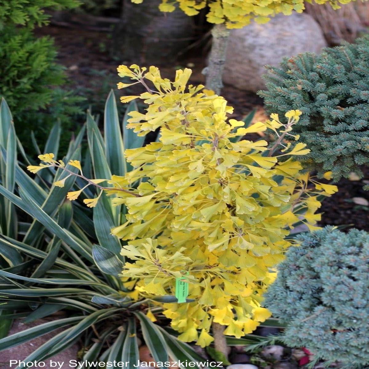Ginkgo biloba 'Robbie's Twist' Male Ginkgo Tree