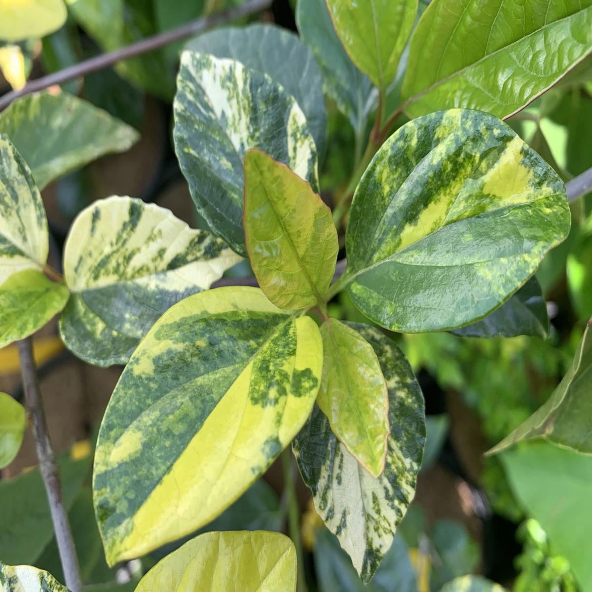 Viburnum japonicum 'Variegatum' Variegated Evergreen Viburnum