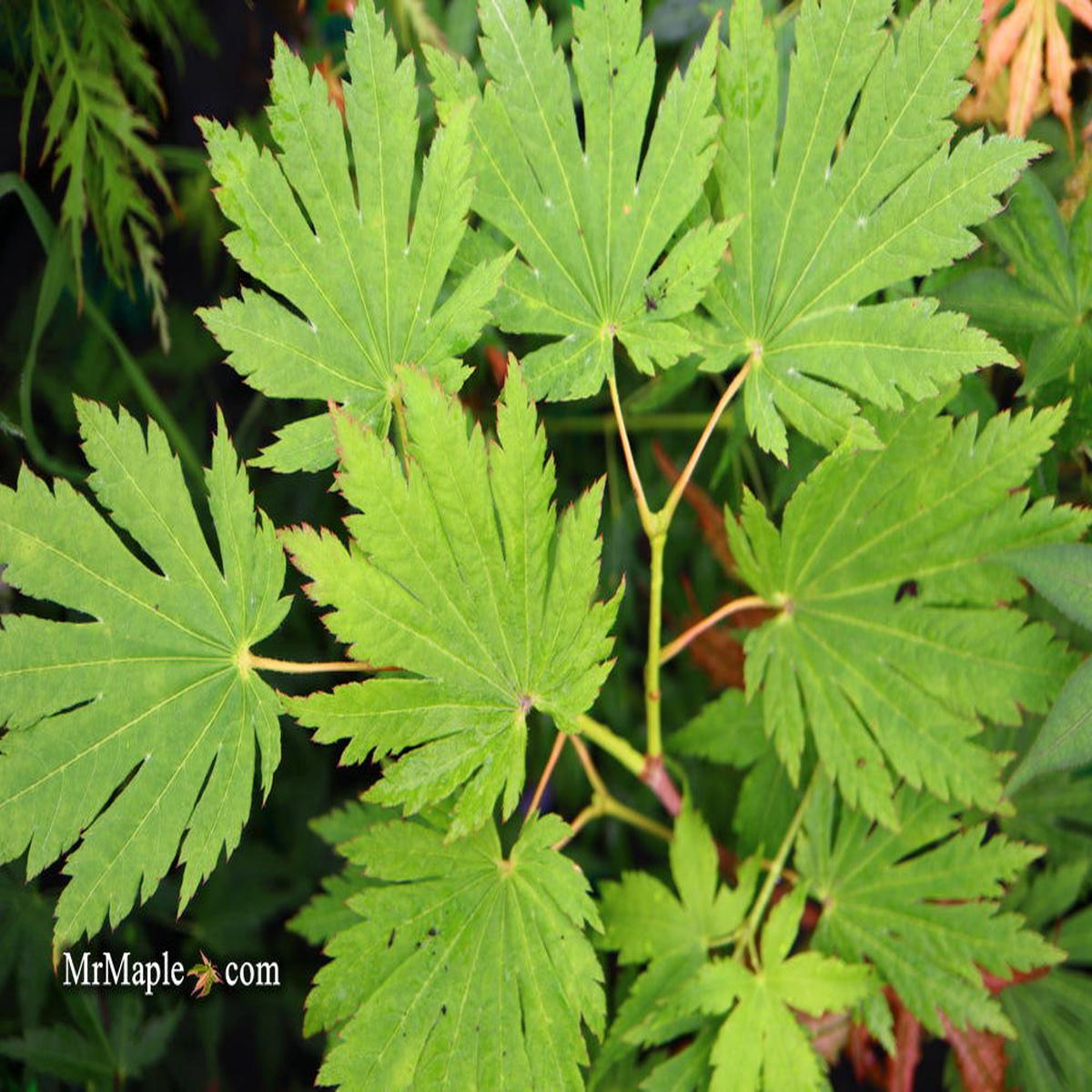 Acer japonicum 'Attaryi' Japanese Maple