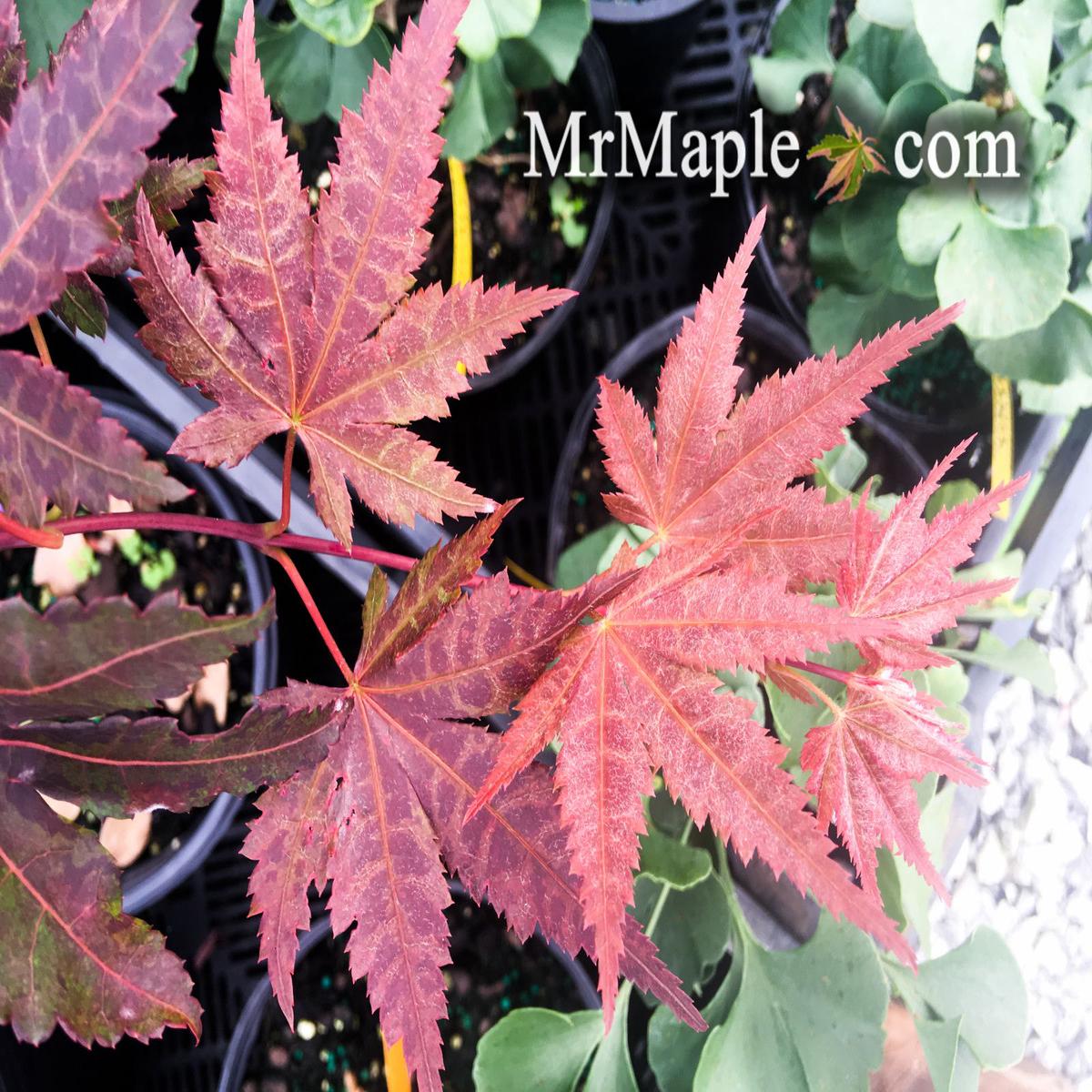 Acer palmatum 'Oriental Mystery' Japanese Maple