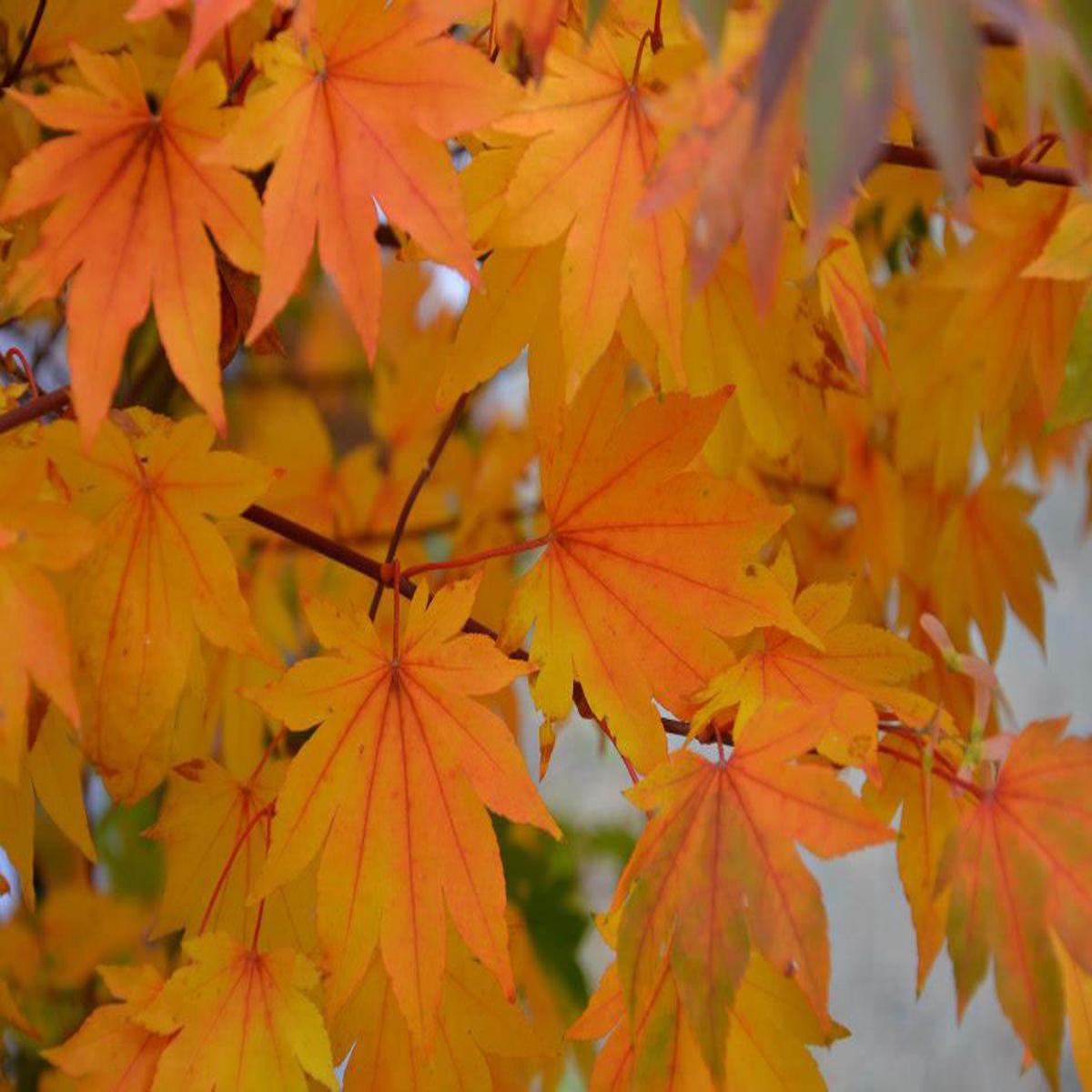 Acer palmatum 'Saotome' Japanese Maple
