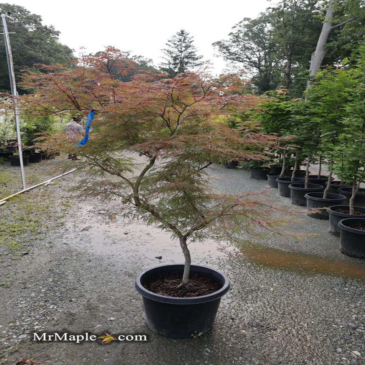 FOR PICK UP ONLY | Acer palmatum 'Watnong' Japanese Maple | DOES NOT SHIP
