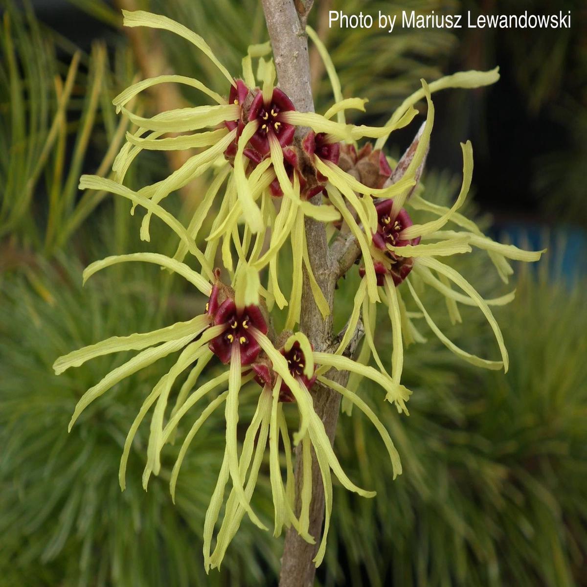 Hamamelis x intermedia 'Sunburst' Bright Yellow Witch Hazel