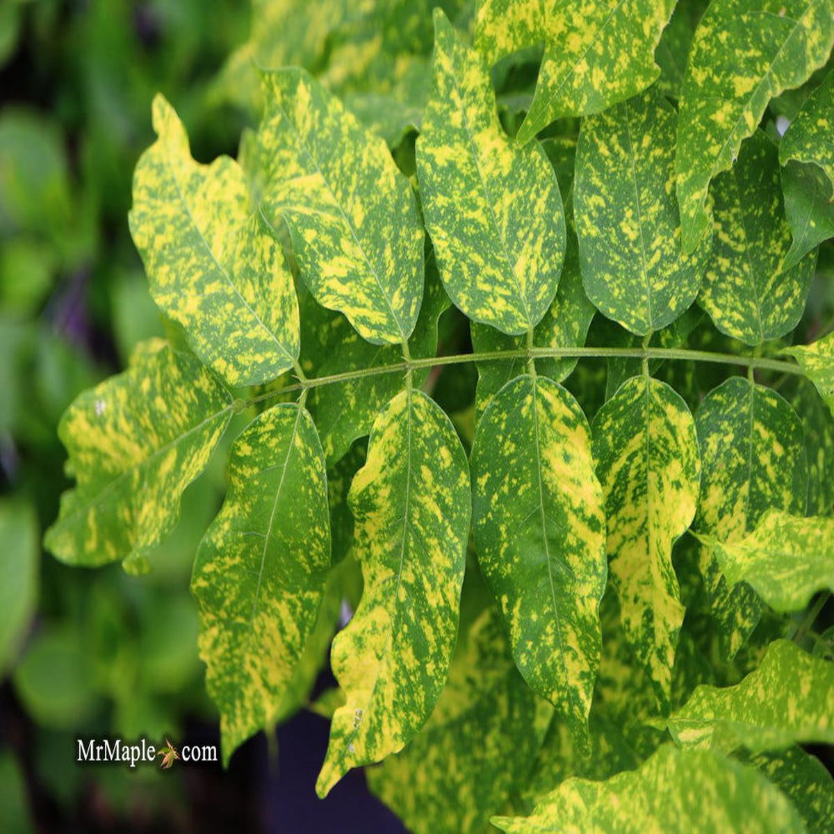 Wisteria floribunda 'Mon nishiki' Variegated Japanese Wisteria