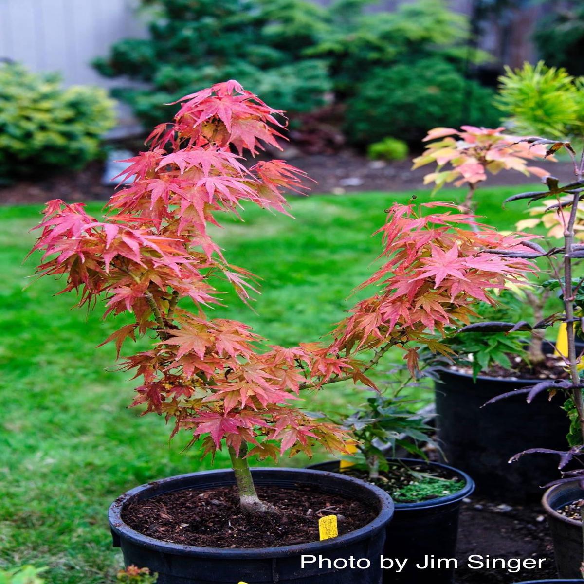 Acer palmatum 'Mikawa x sharps' Dwarf Japanese Maple