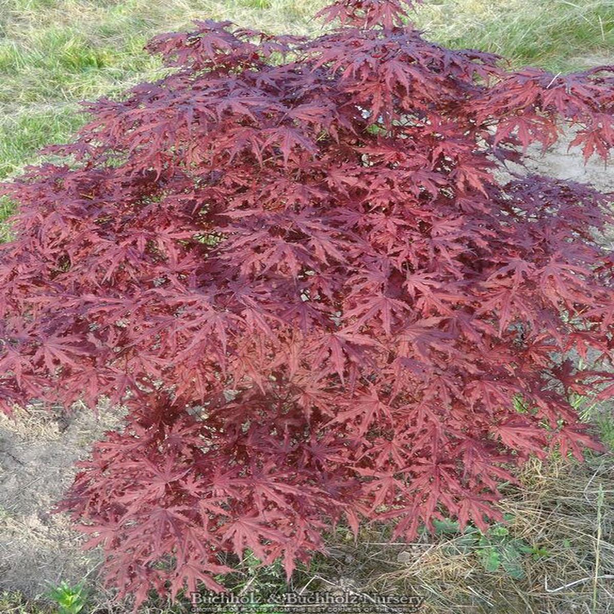 Acer palmatum 'Right Fred' Japanese Maple