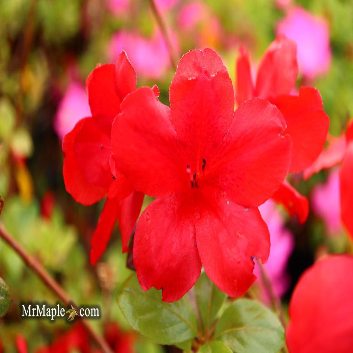 Azalea 'Midnight Flare Red Flowering Harris Azalea