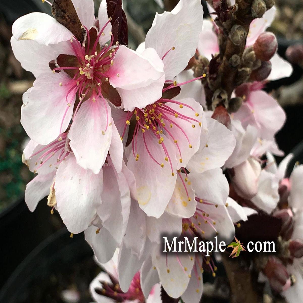 Prunus persica 'Bonfire' Dwarf Patio Peach Tree