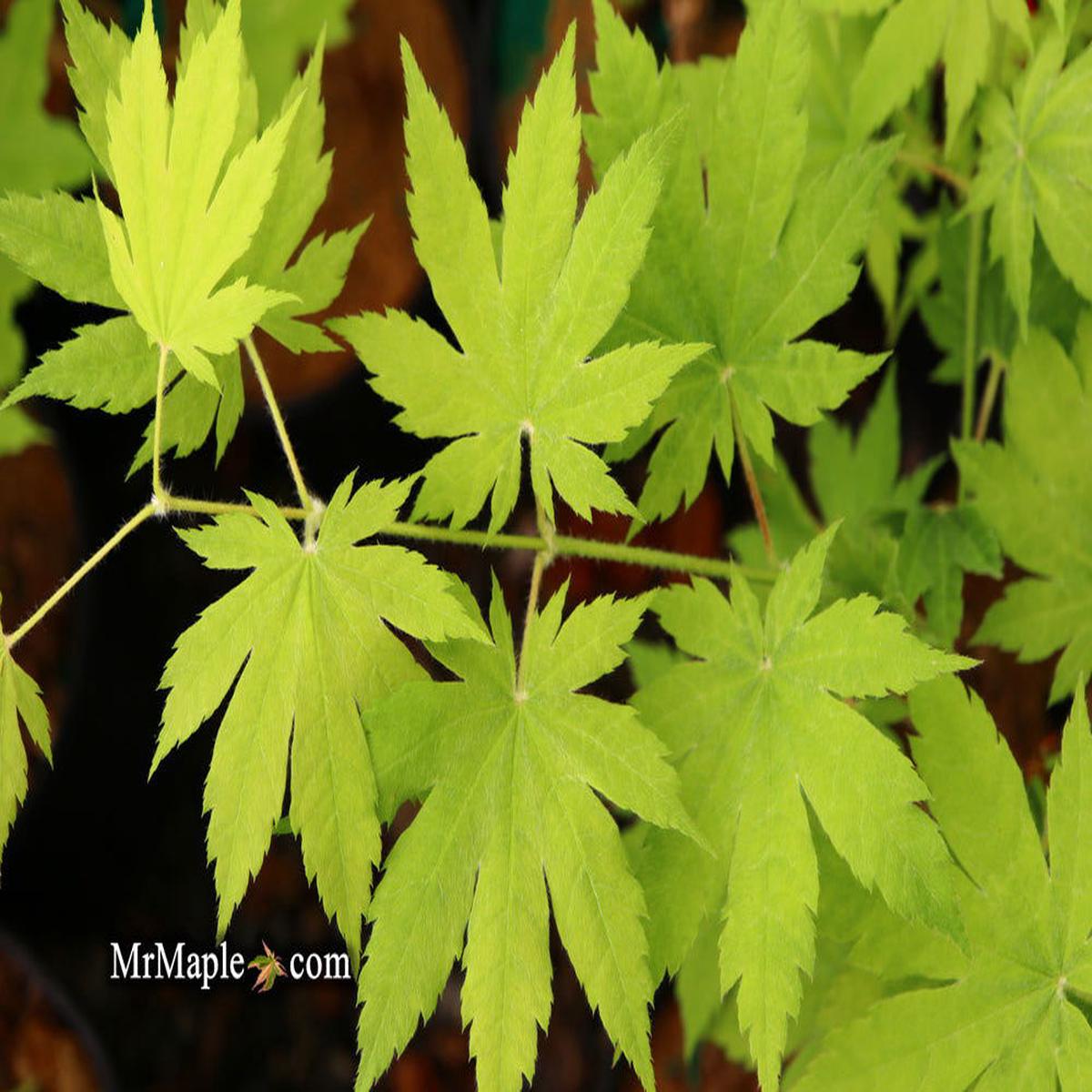 Acer sieboldianum 'Ookisha' Japanese Maple