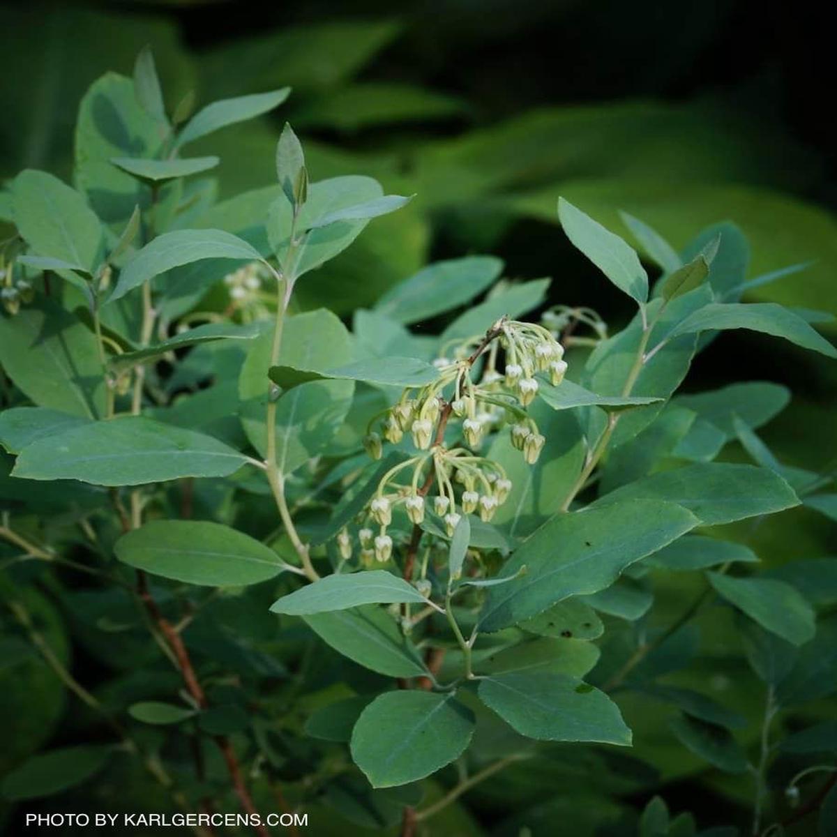 Zenobia pulverulenta 'Woodlanders Blue' Dusty Honeycup