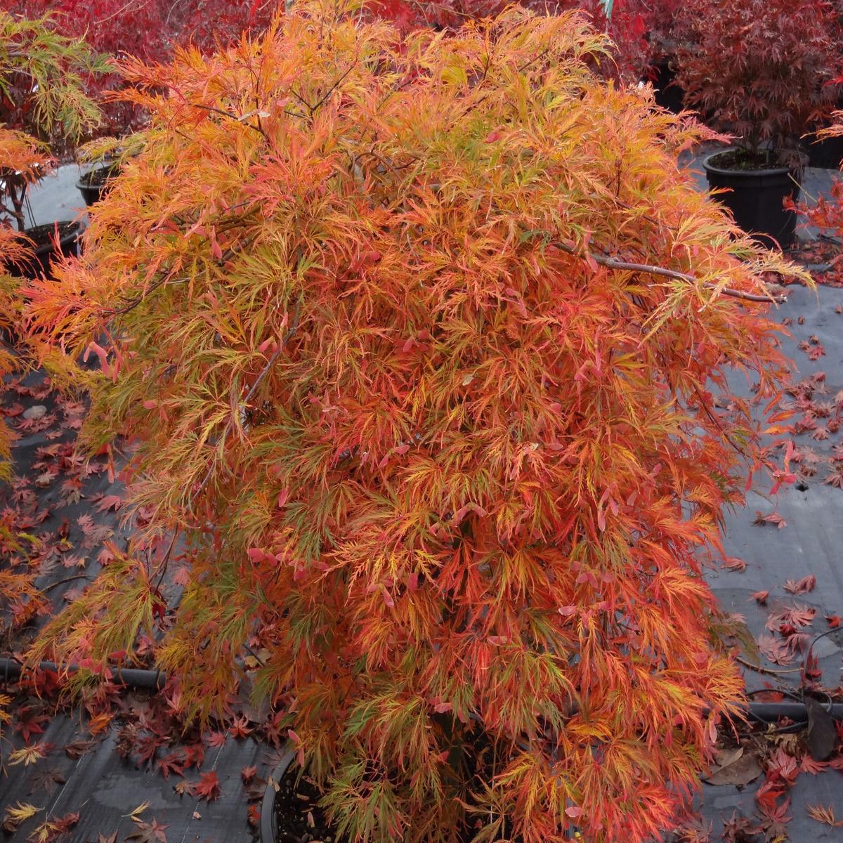 Acer palmatum 'Dr. Brown' Japanese Maple