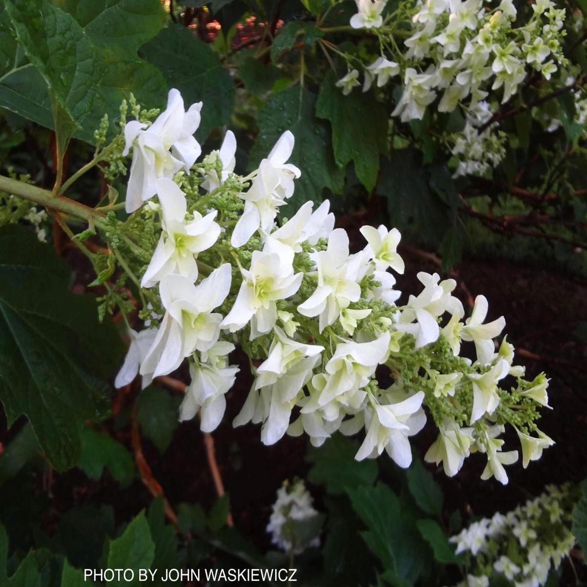 Hydrangea quercifolia 'Snowflake' Oakleaf Hydrangea
