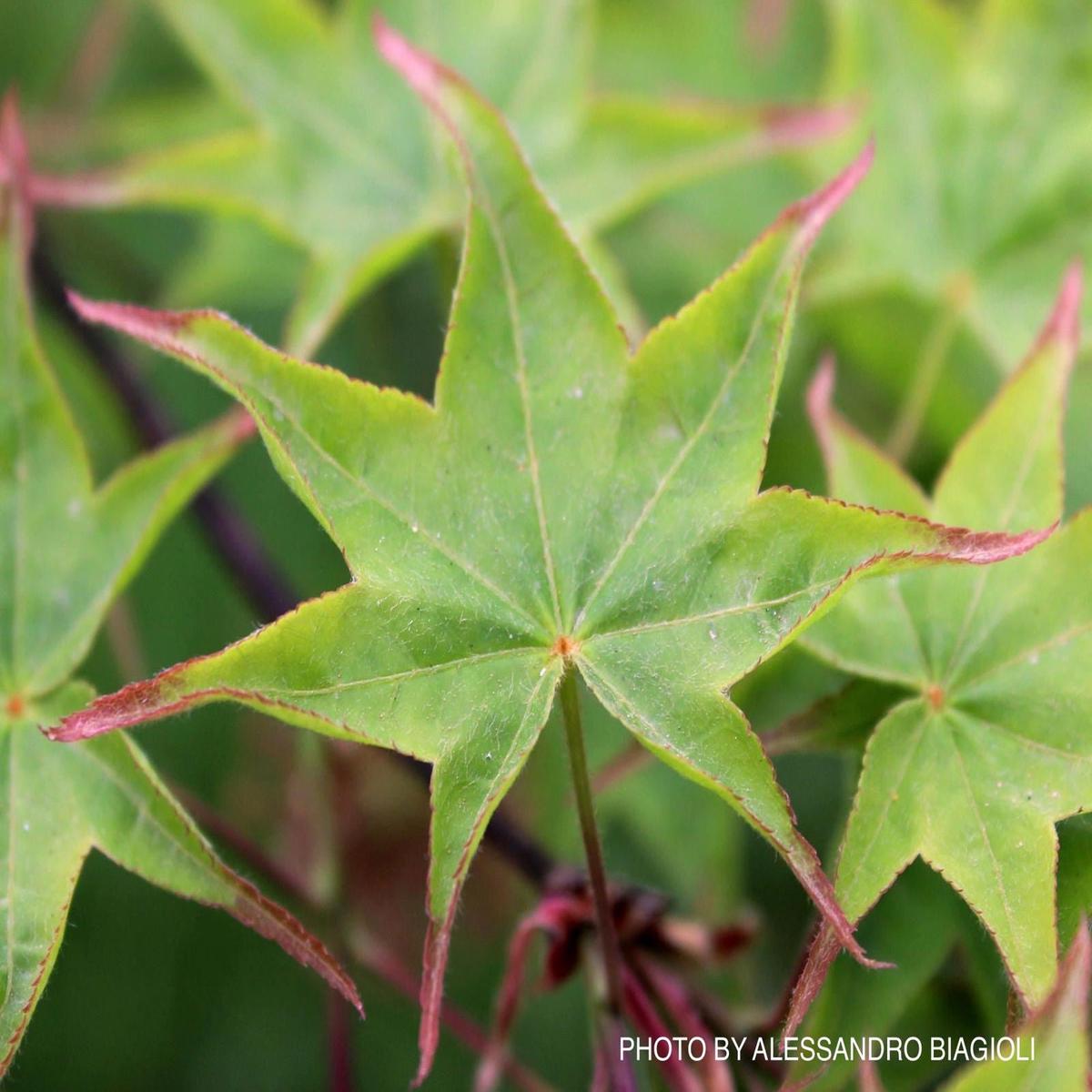 Acer palmatum 'Tana' Japanese Maple