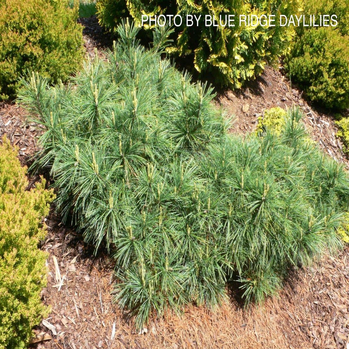 Pinus strobus 'Niagra Falls' Weeping White Pine
