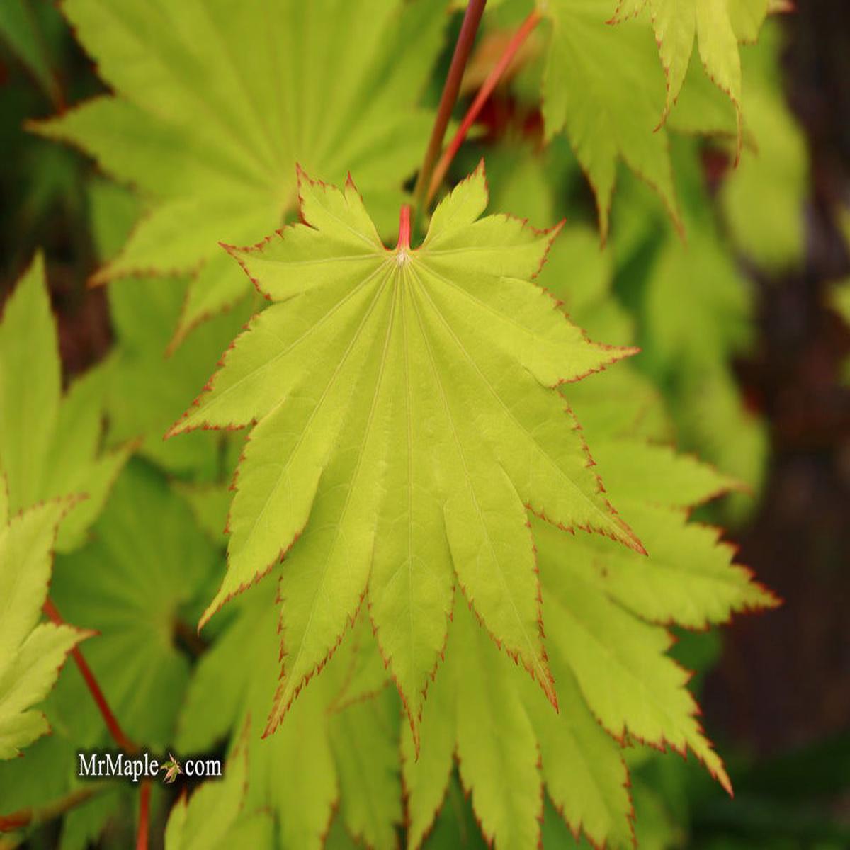 FOR PICKUP ONLY | Acer shirasawanum 'Aureum' Golden Full Moon Japanese Maple | DOES NOT SHIP