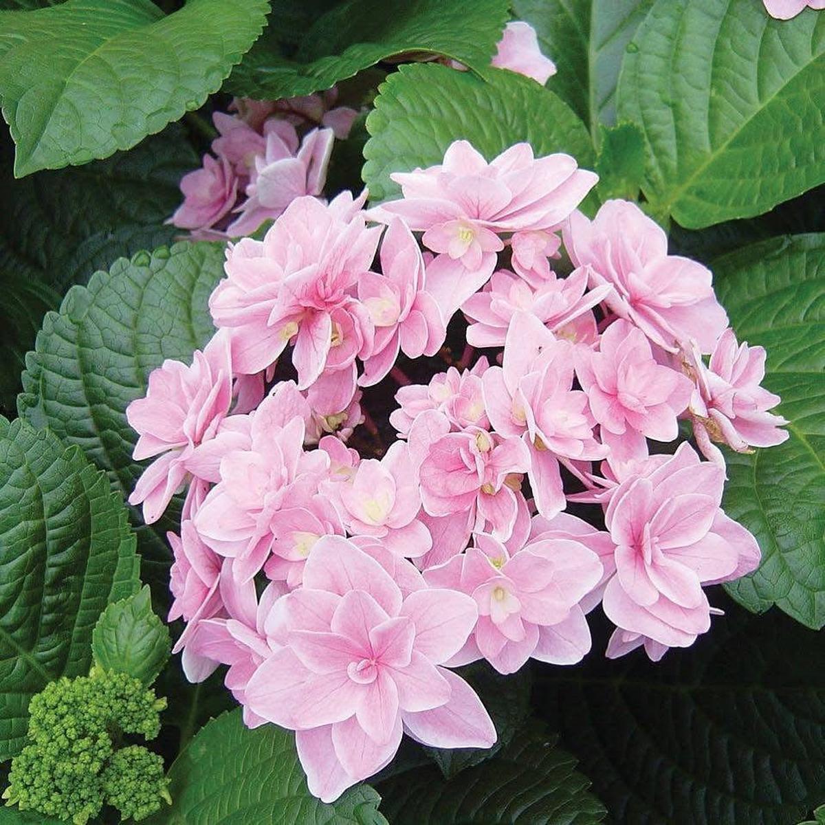 Hydrangea macrophylla Rosy Splendor Double Bloom Hydrangea