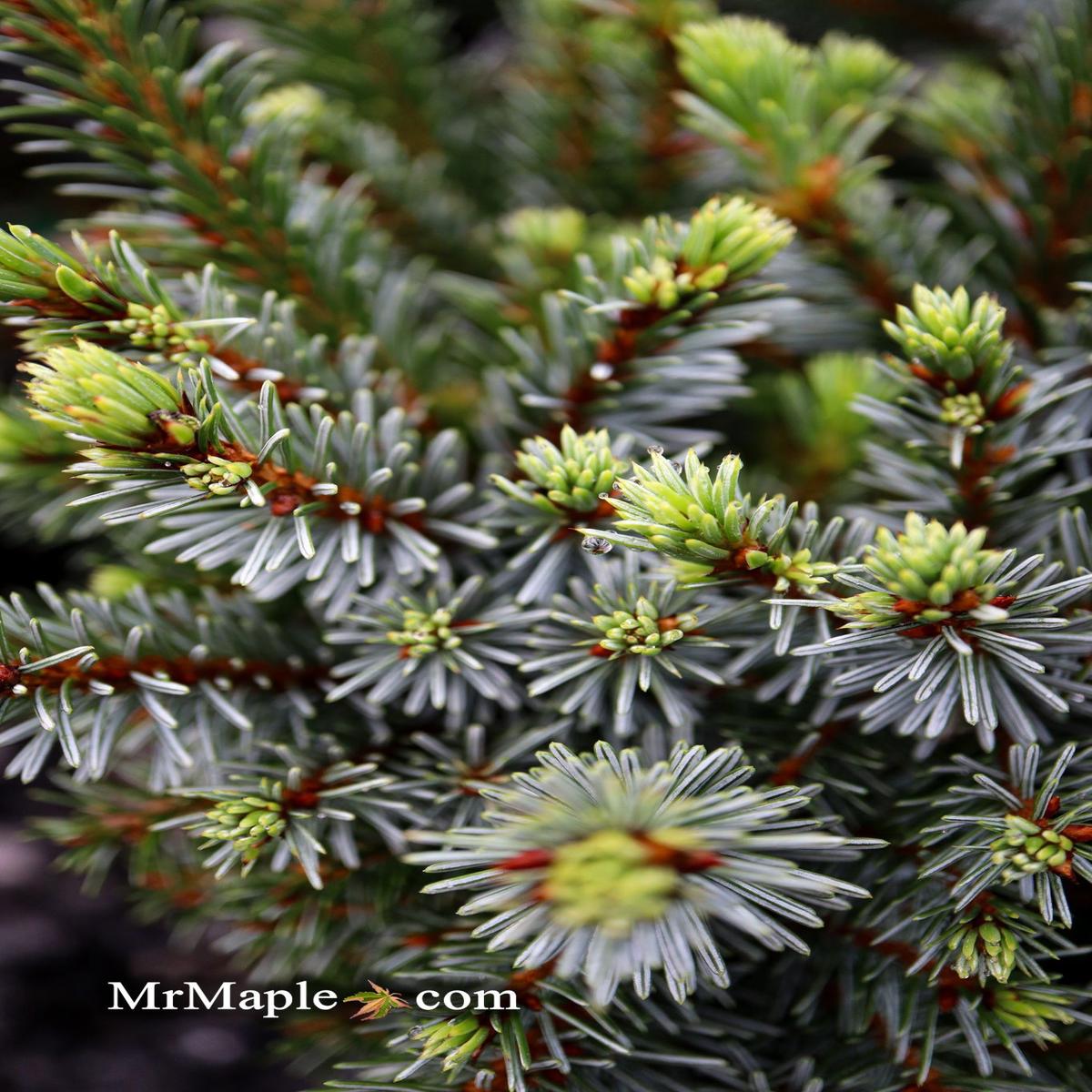 Picea omorika 'Berliner's Weeper WB' Purple Cone Dwarf Serbian Spruce