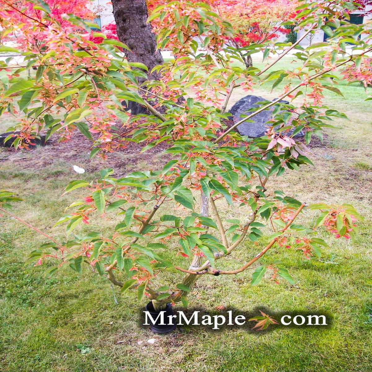 Acer davidii 'Serpentine' Snakebark Japanese Maple