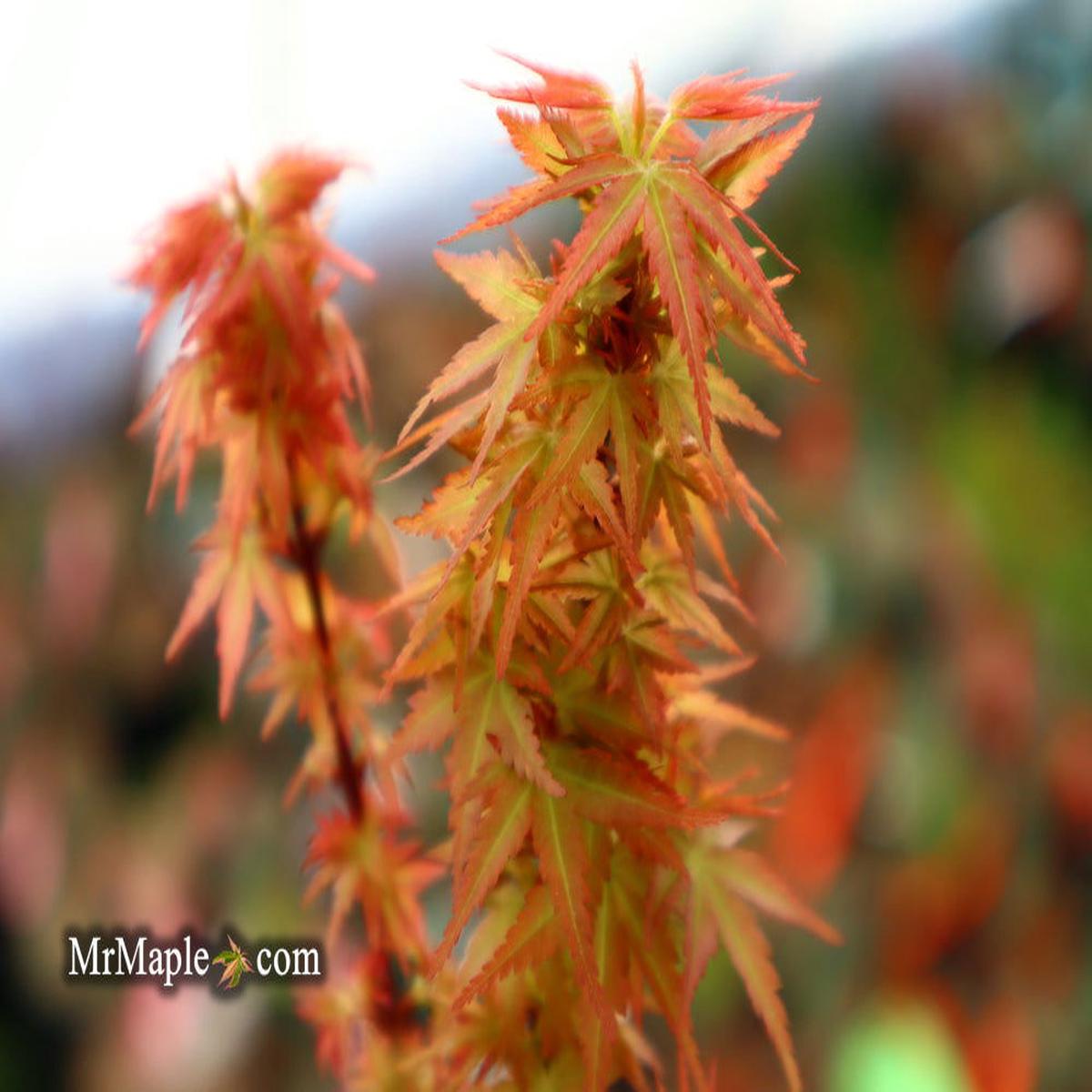 Acer palmatum 'Goshiki kotohime' Dwarf Japanese Maple