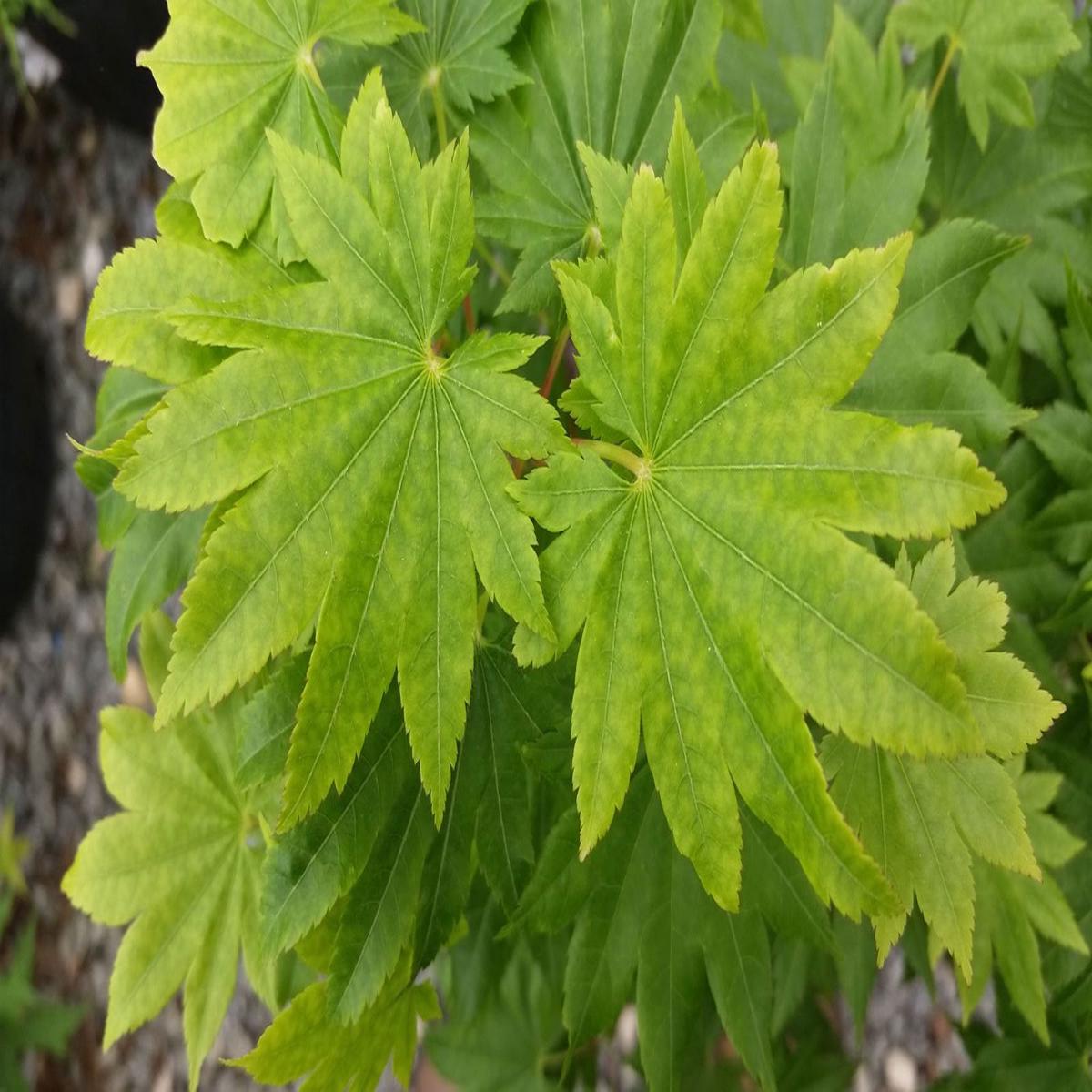 Acer shirasawanum 'Nikko' Full Moon Japanese Maple