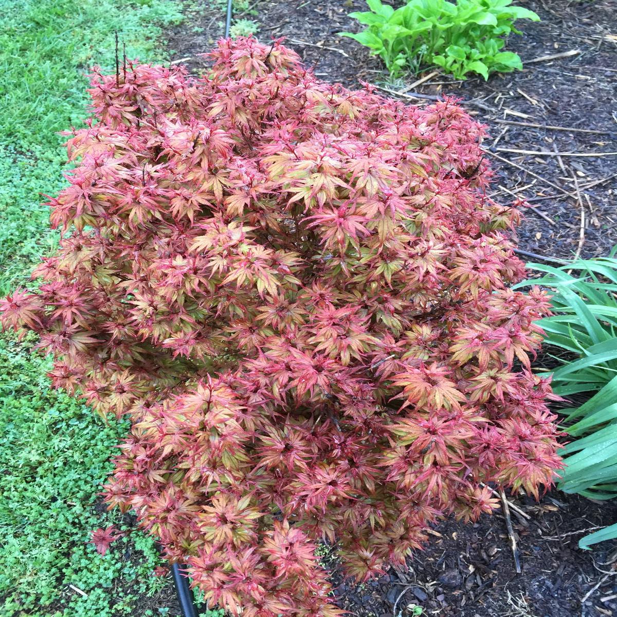 Acer palmatum 'Kuro hime' Princess Japanese Maple