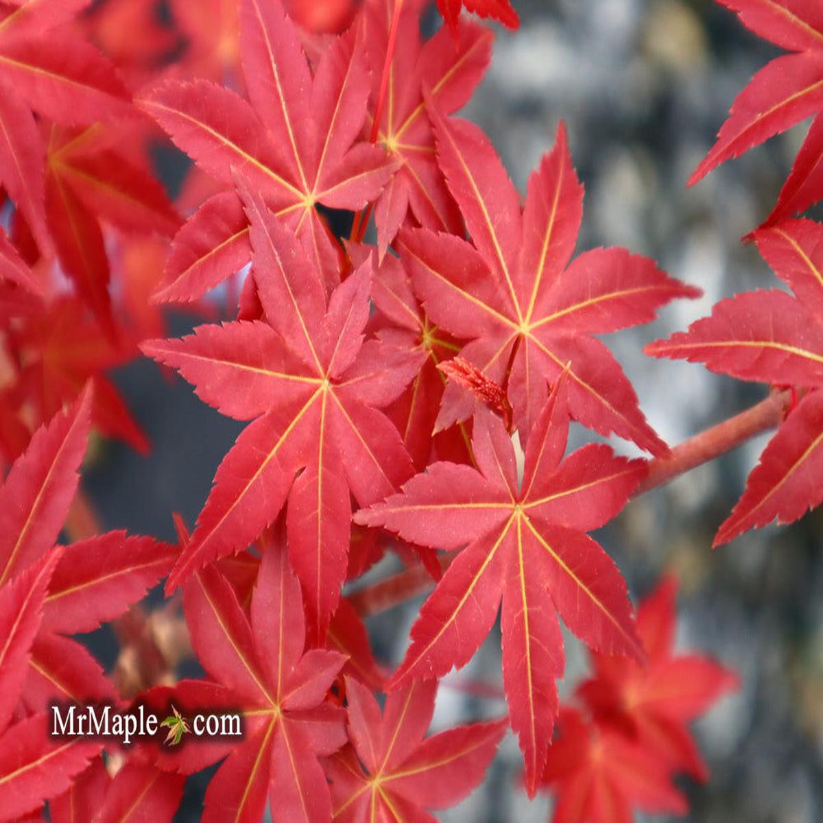Acer palmatum 'Shin deshojo' Red Japanese Maple