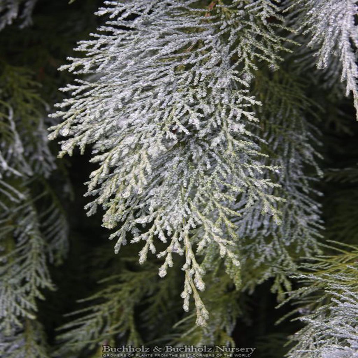 Chamaecyparis lawsoniana 'Pembury Blue' Lawson False Cypress