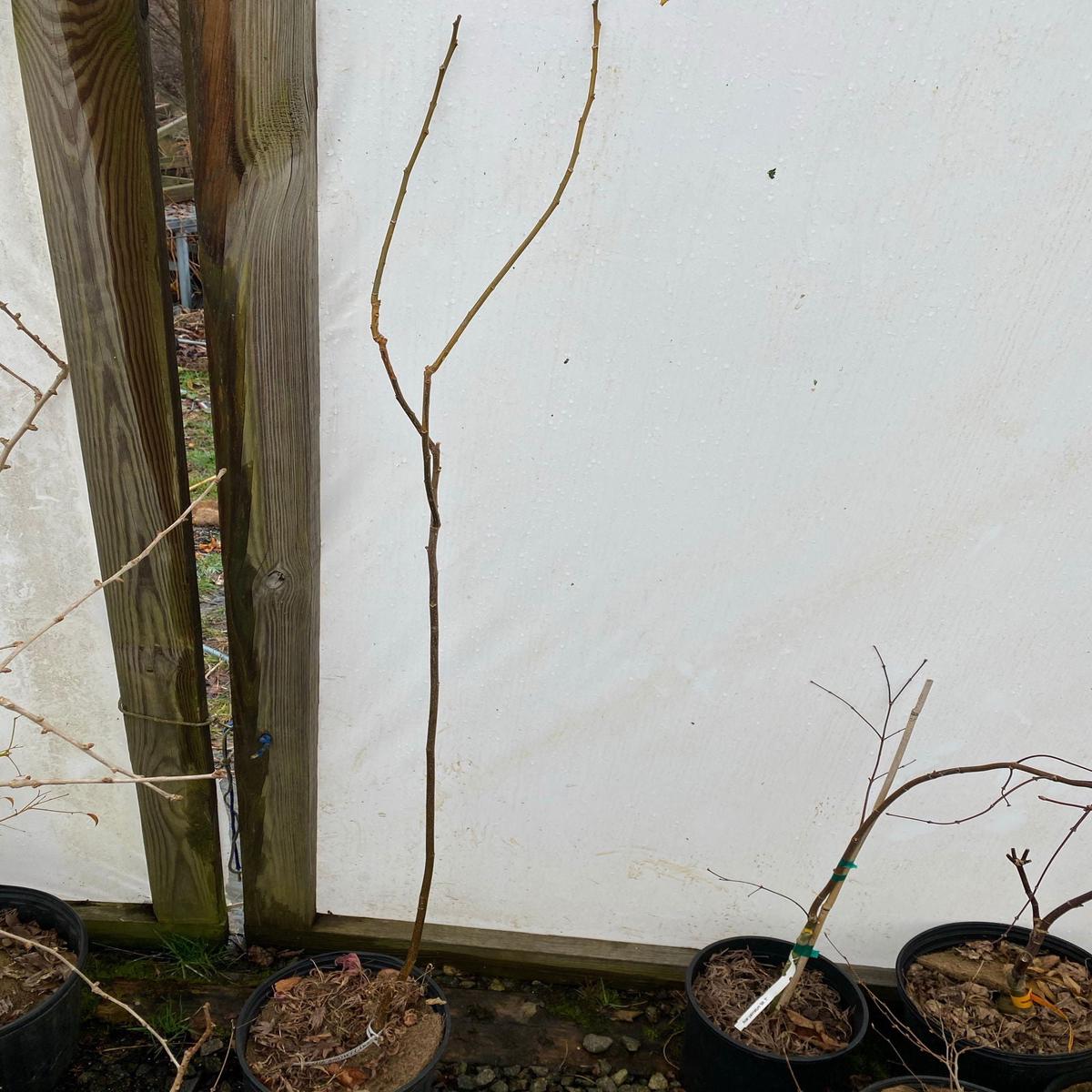 Melia azerdarach 'Jade Snowflake' Variegated Chinaberry Tree - 3 gallon Tall