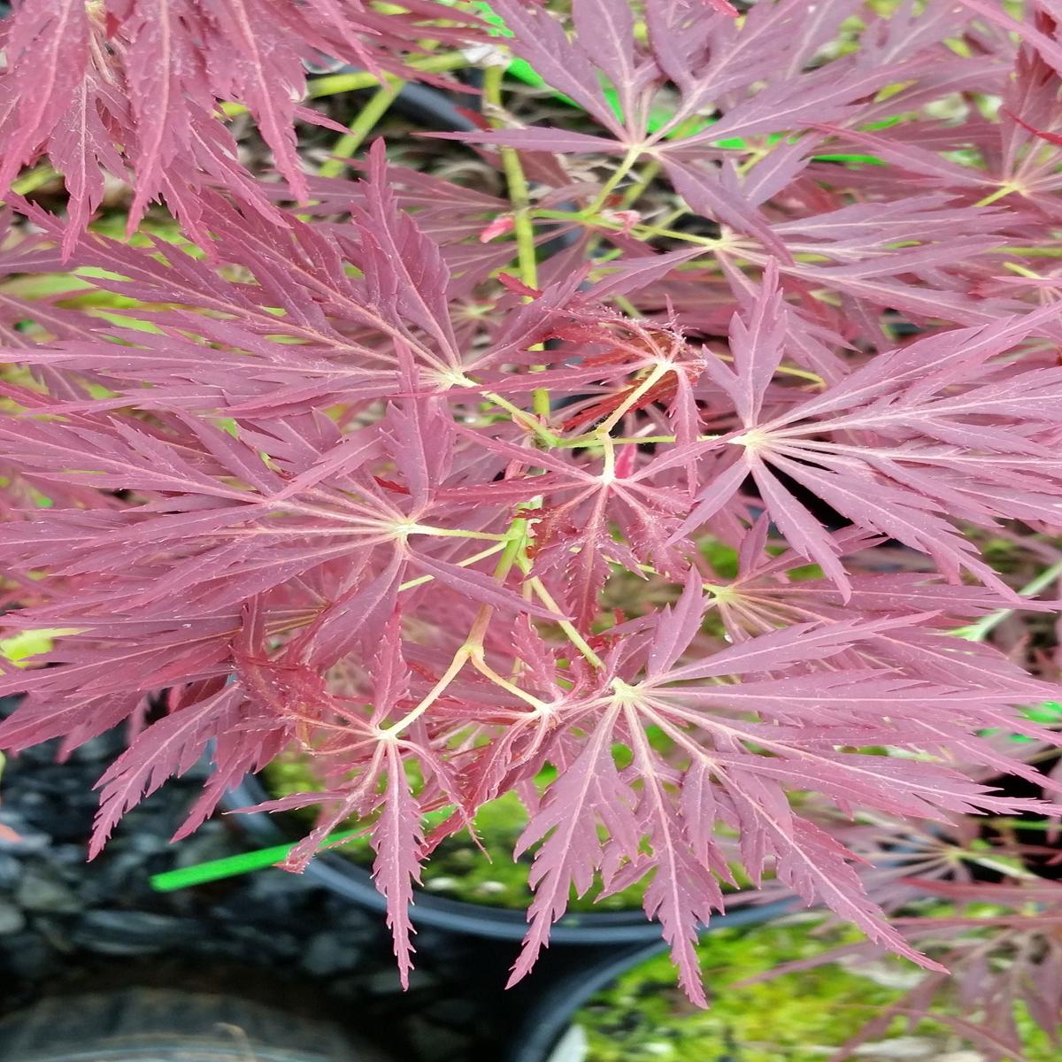 Acer palmatum 'Kim' Japanese Maple