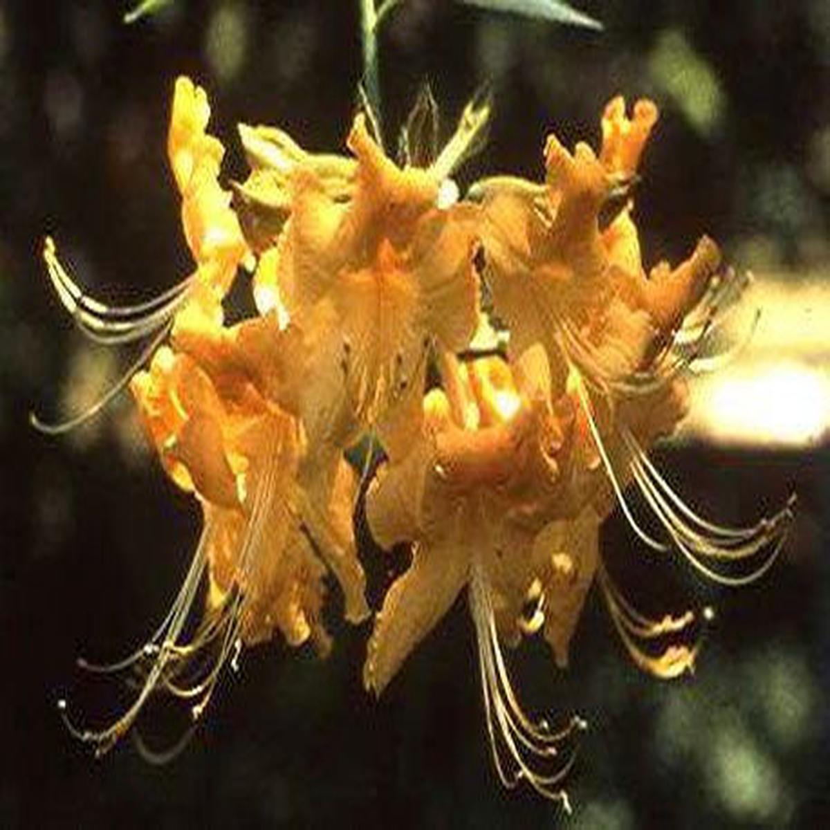 Azalea 'Gold Strike' Evergreen Native Azalea