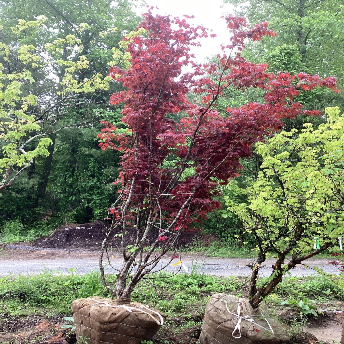 FOR PICKUP ONLY | Acer shirasawanum x palmatum 'Red Dawn' Japanese Maple | DOES NOT SHIP