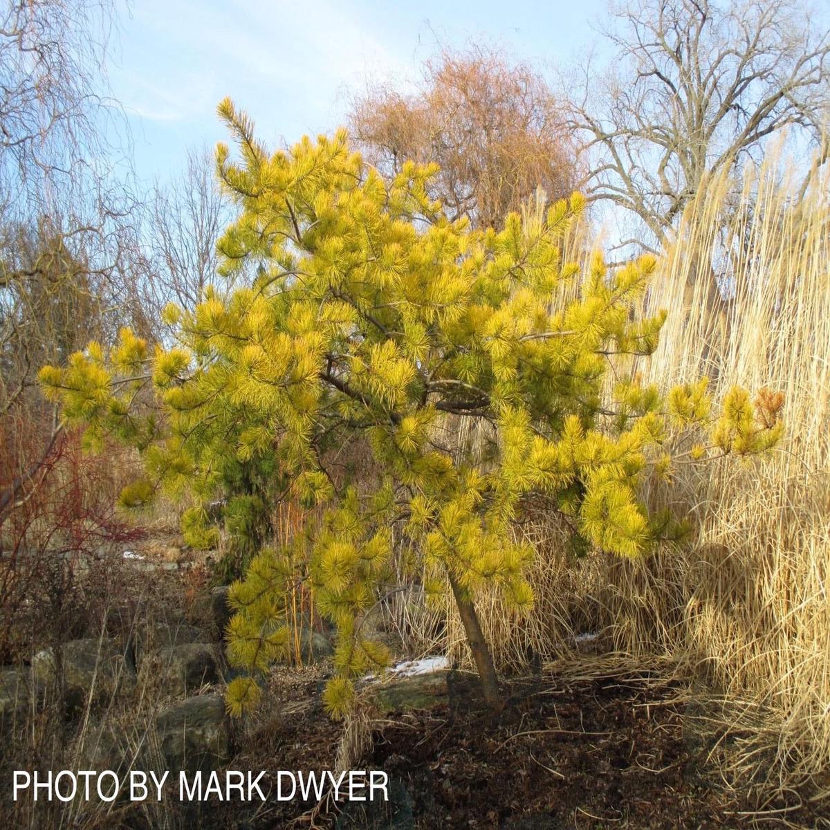 Pinus virginiana 'Wates Golden' Winter Yellow Virginia Pine