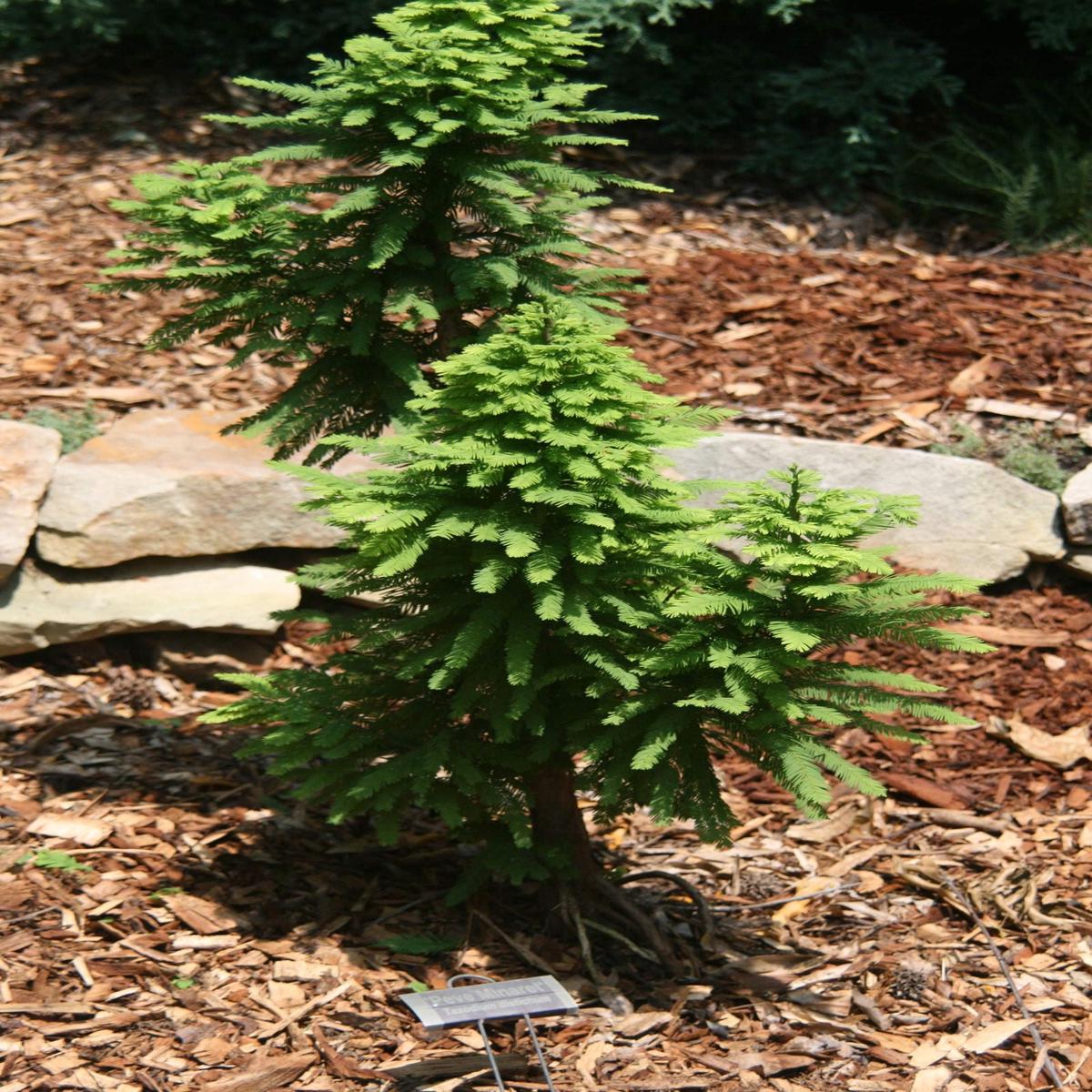 Taxodium distichum 'Peve Minaret' Dense Bald Cypress