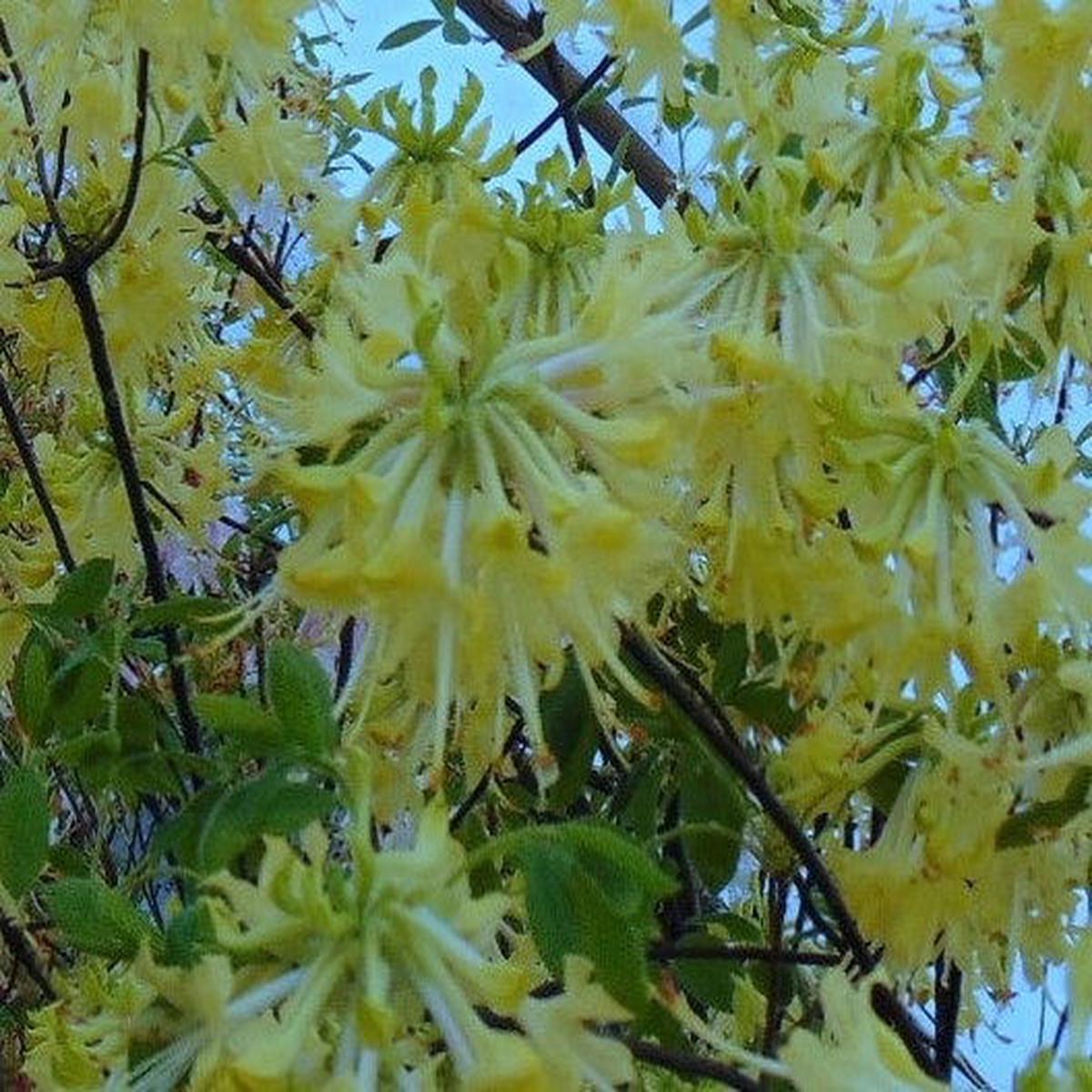 Azalea 'Lemon Ice Yellow Flowers Deciduous Azalea