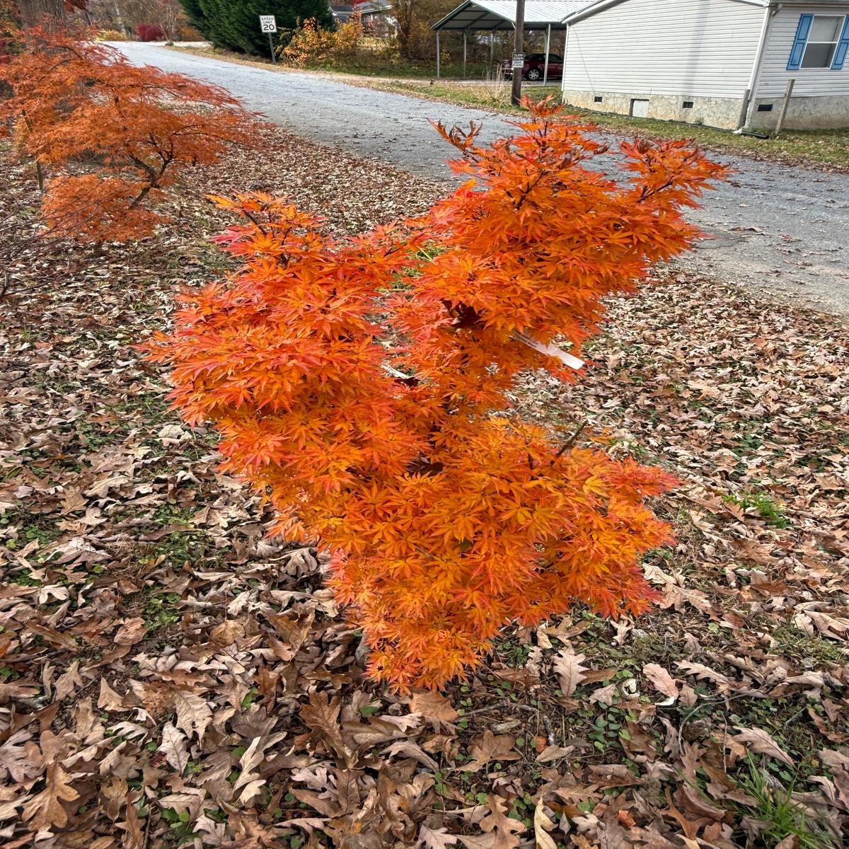Acer palmatum 'Holy Sister Lucia' Japanese Maple