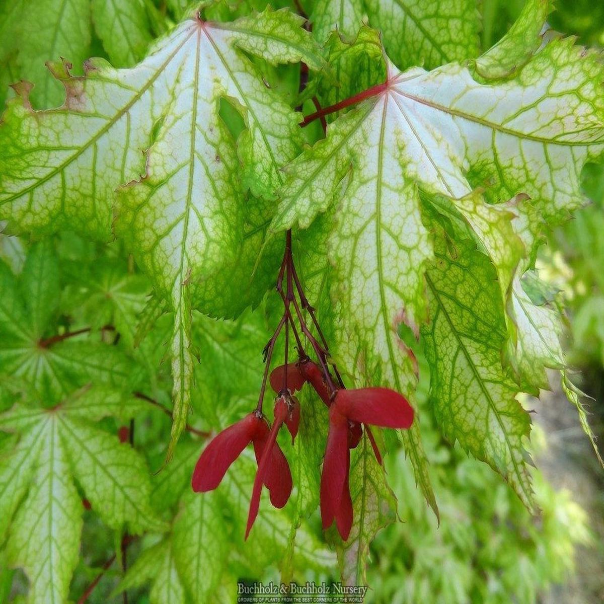 Acer palmatum 'Miss Maple' Japanese Maple
