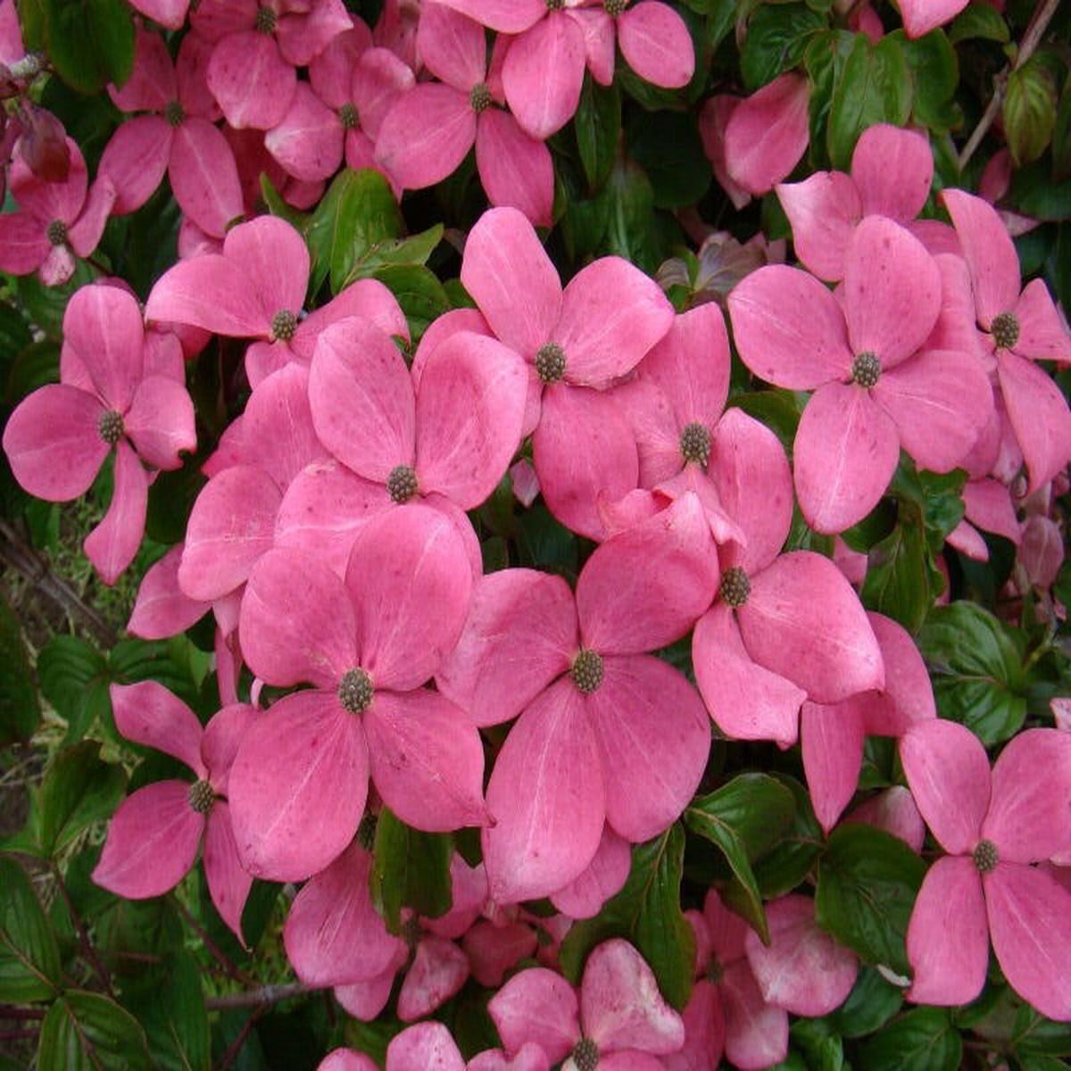 Cornus kousa 'Hanros' Radiant Rose Pink Flowering Chinese Dogwood