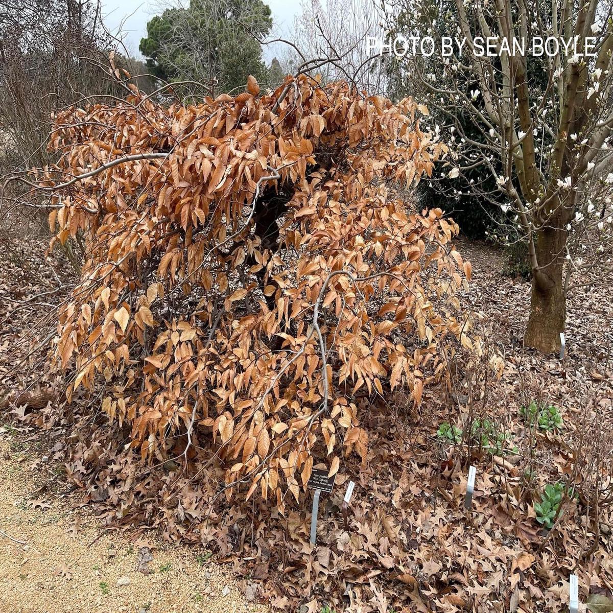 Fagus grandifolia 'White Lightning' Weeping American Beech